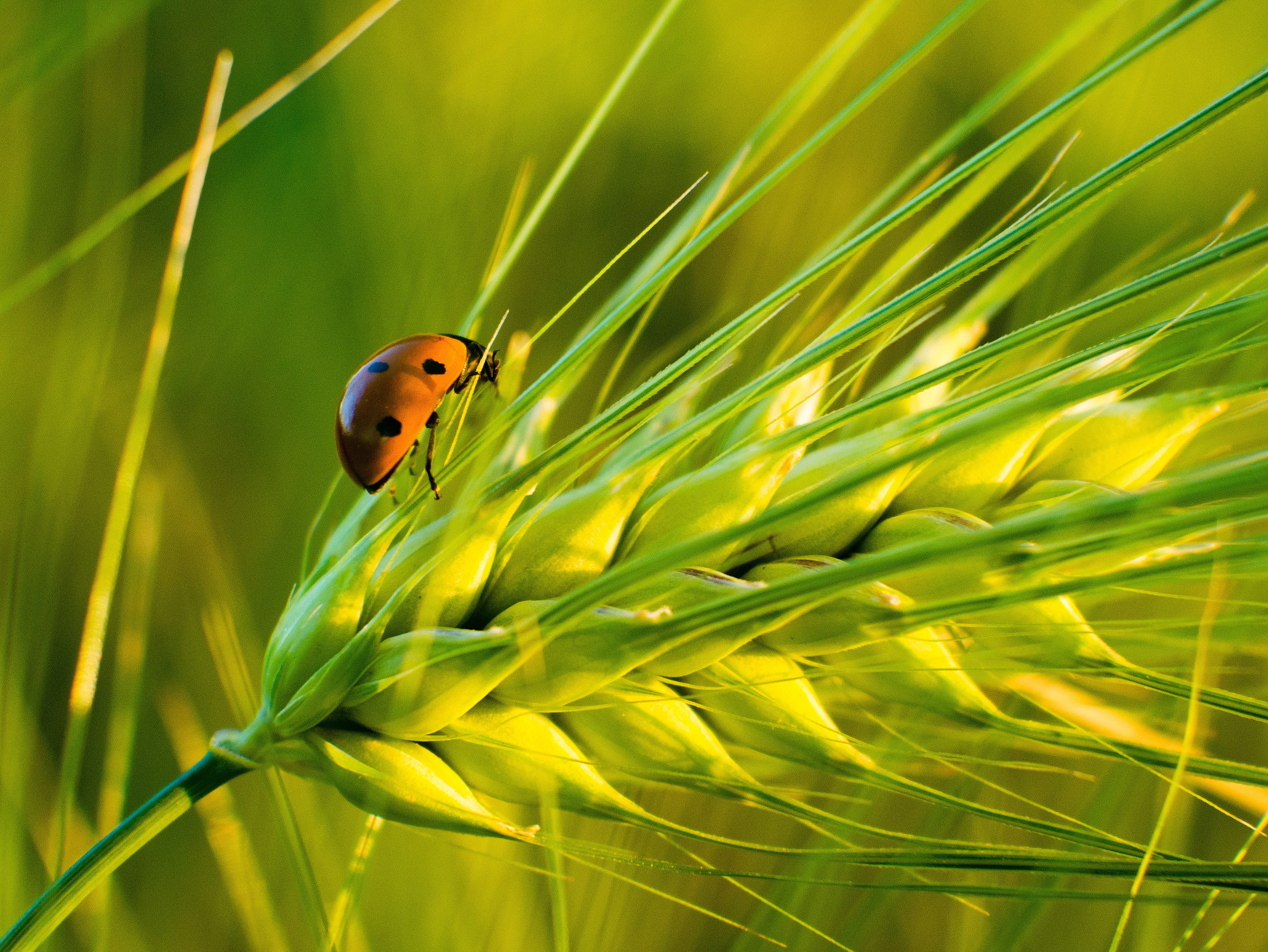 Ladybug on a wheat ear HD Wallpaper