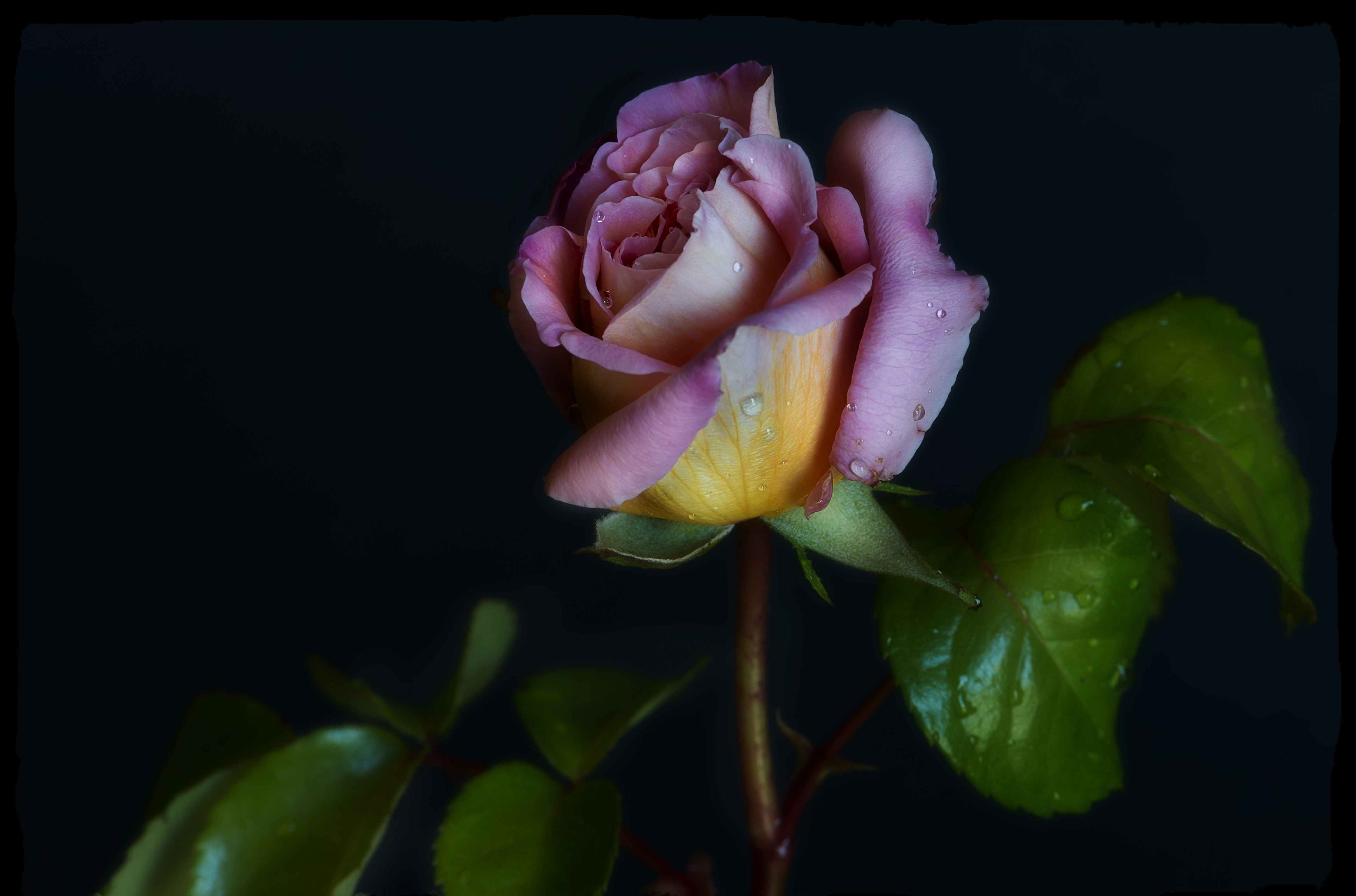 4K Pink and Yellow Rose with Water Droplets HD Wallpaper
