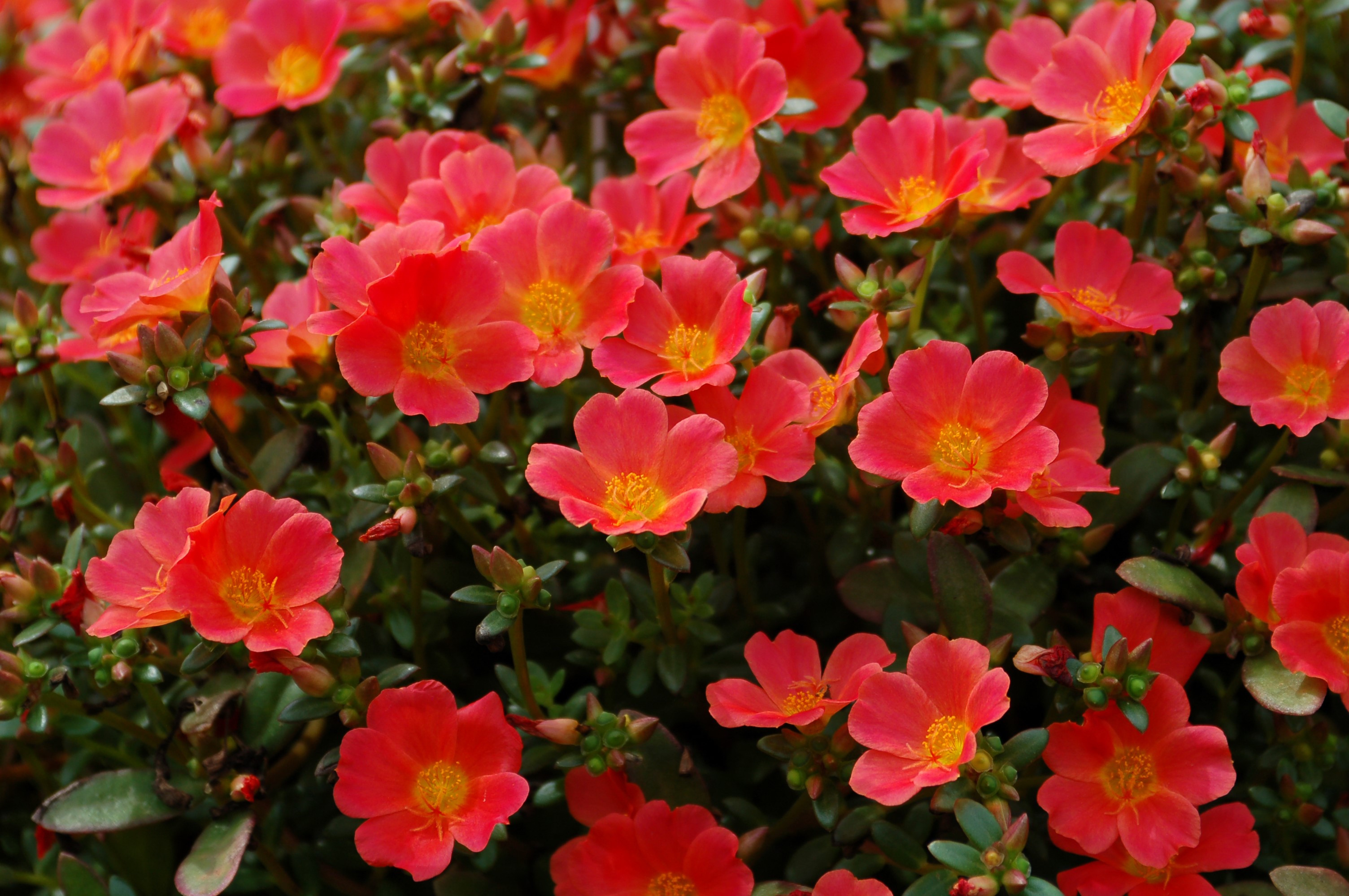 Red Portulaca flowers in close-up HD Wallpaper