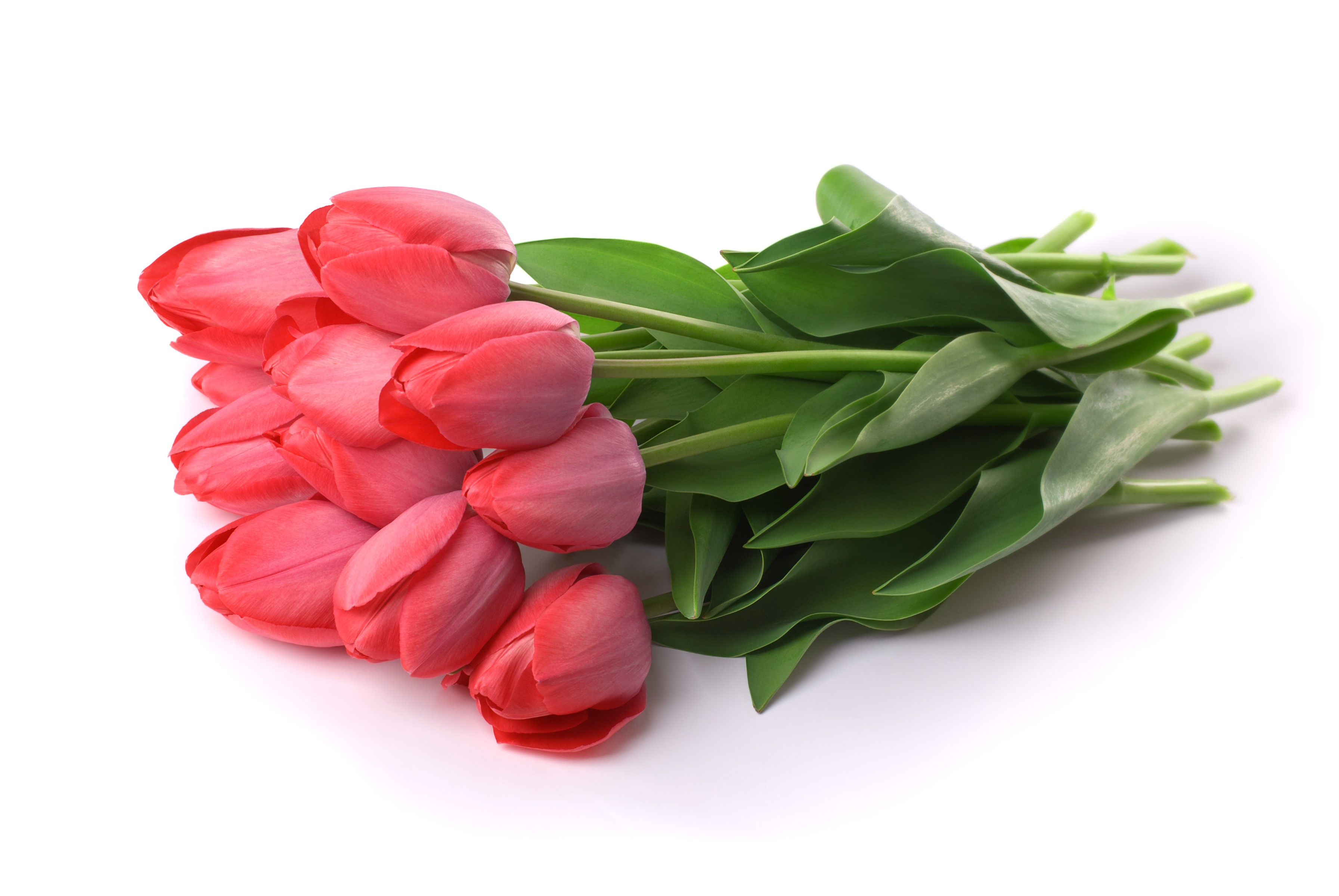 Bouquet of pink tulips on a white background HD Wallpaper