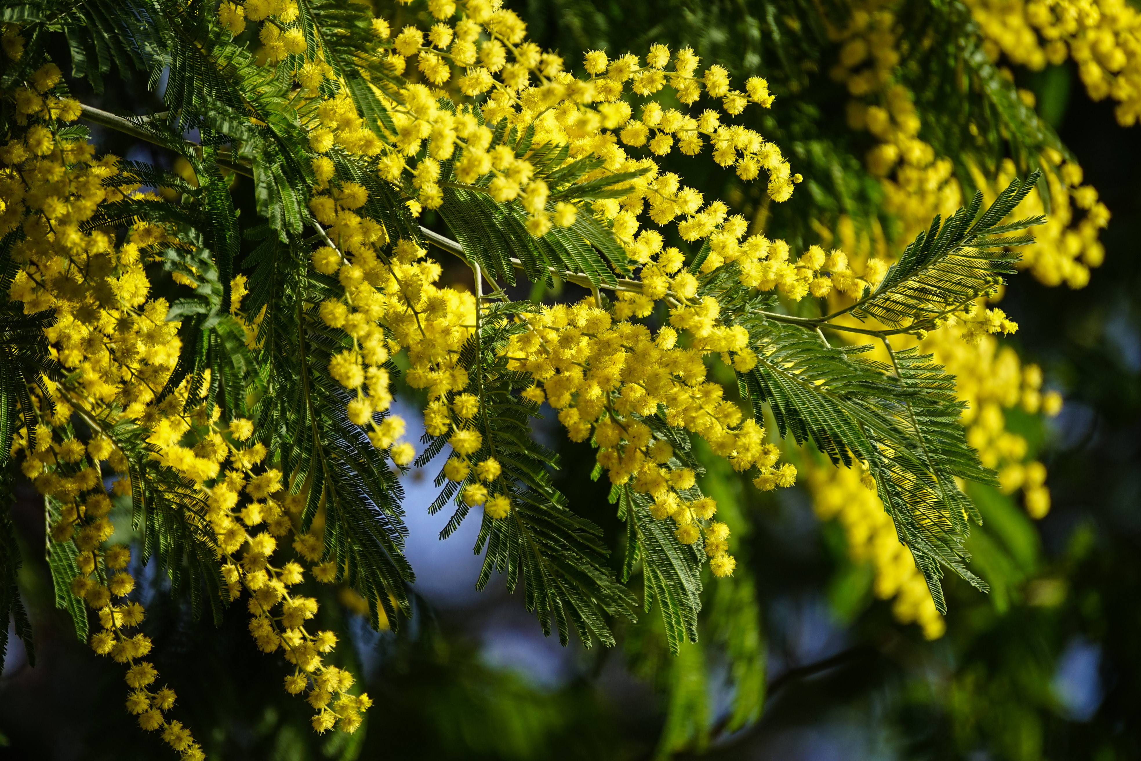 4K Silver wattle flowering tree branches HD Wallpaper