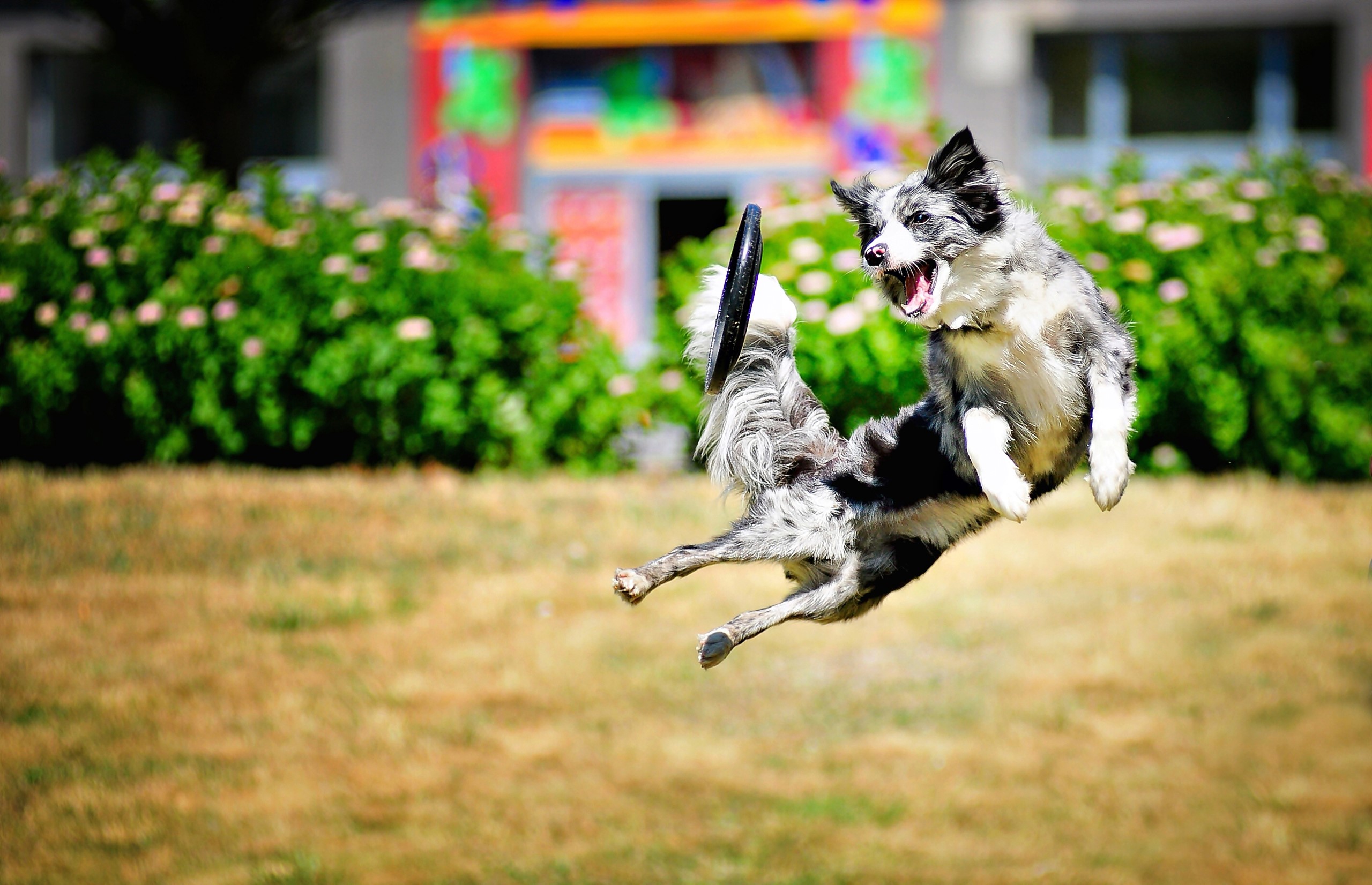 Border Collie dog jumping for a frisbee HD Wallpaper