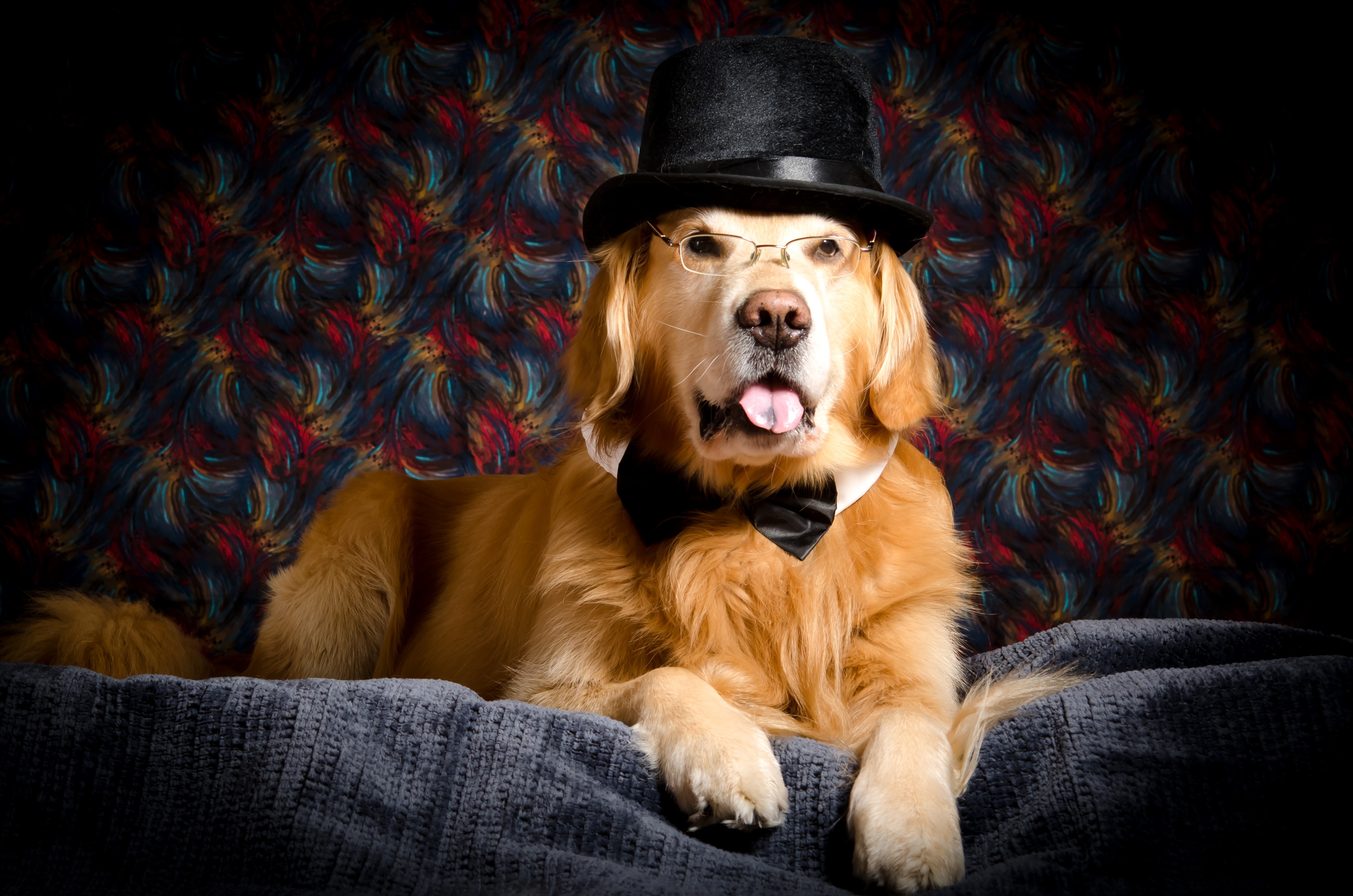 Golden Retriever dog wearing a top hat and glasses HD Wallpaper