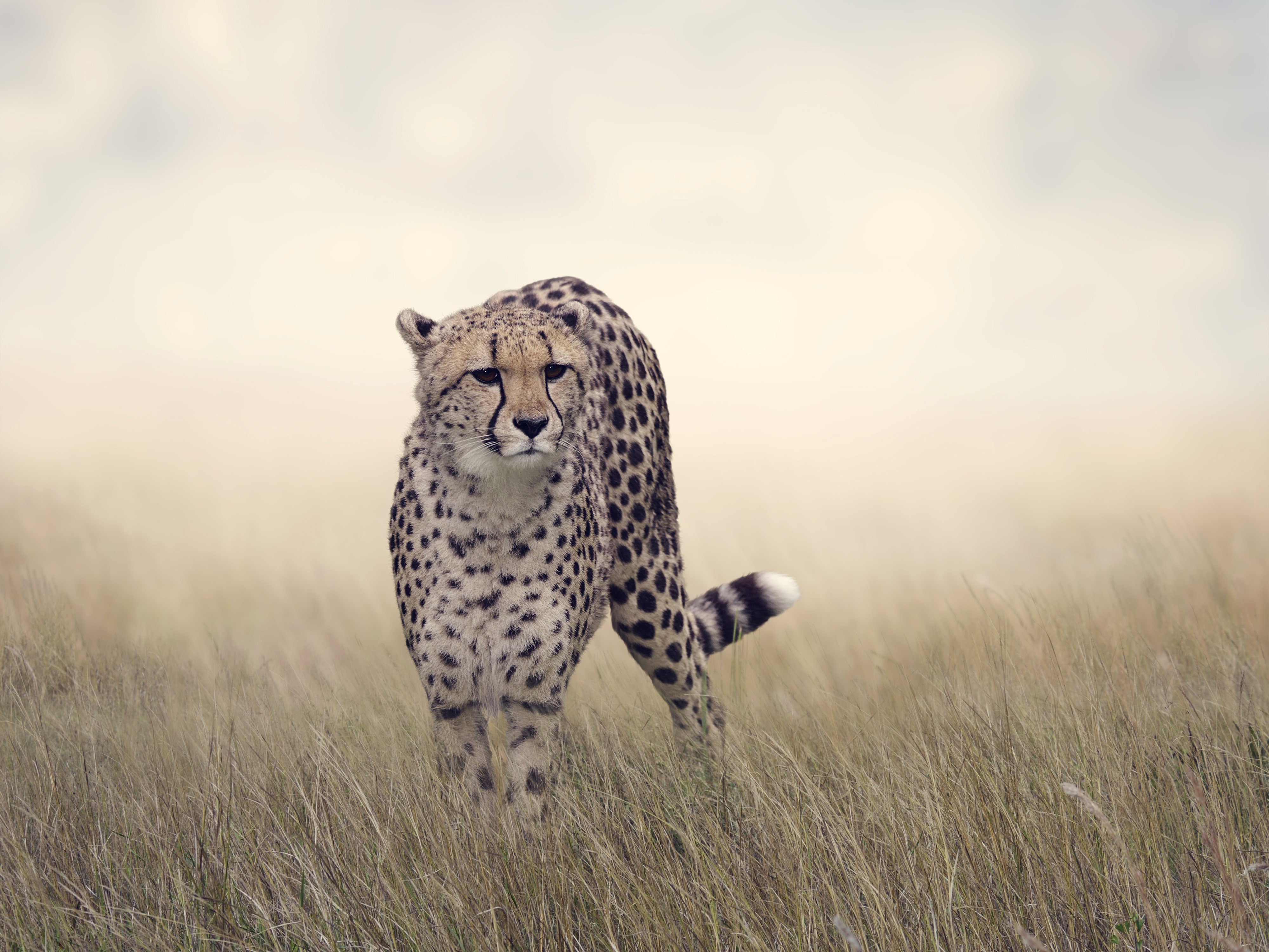 Cheetah walking through tall grass HD Wallpaper