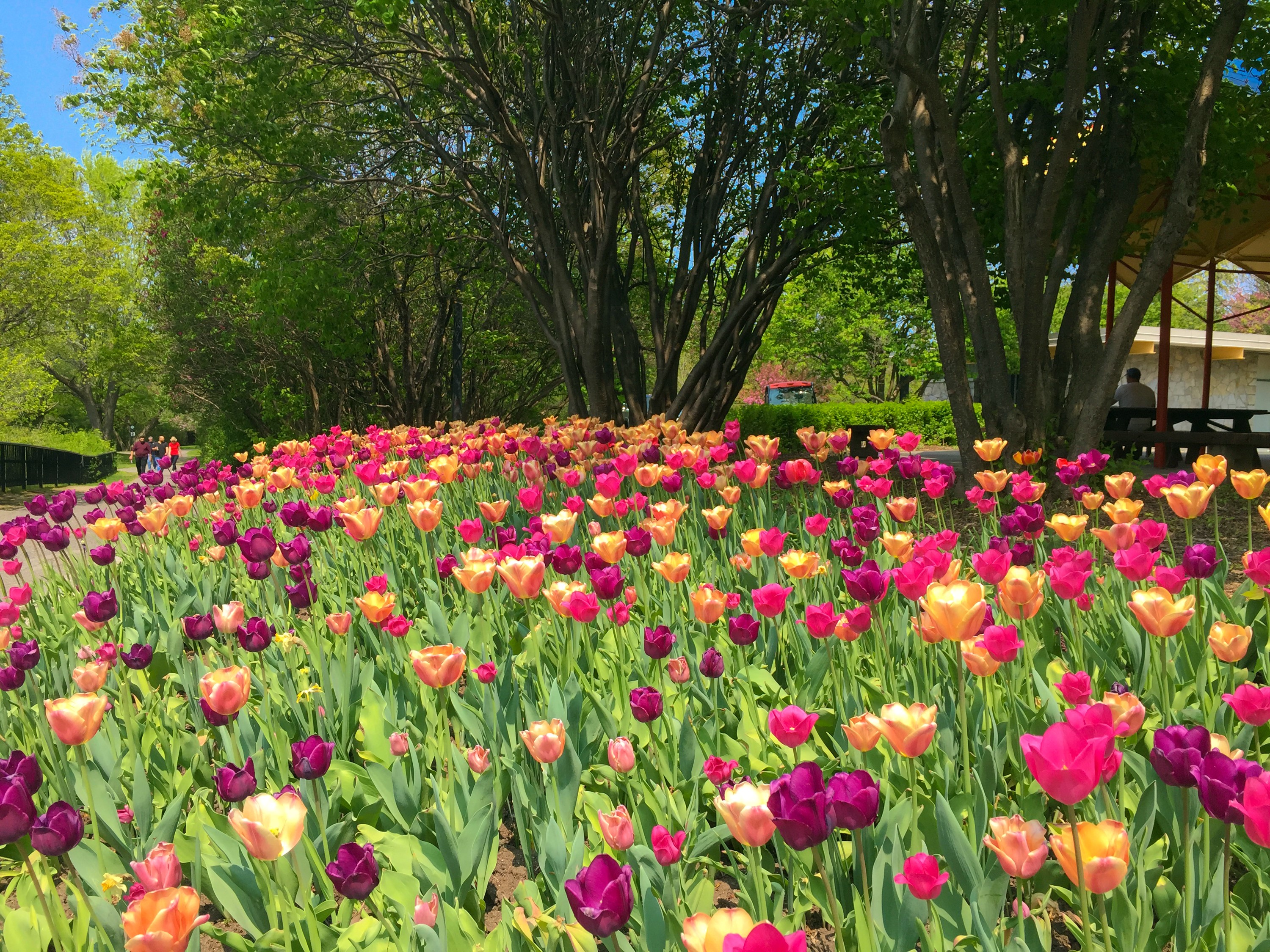 Field of colorful tulips in bloom with trees and a picnic shelter HD Wallpaper