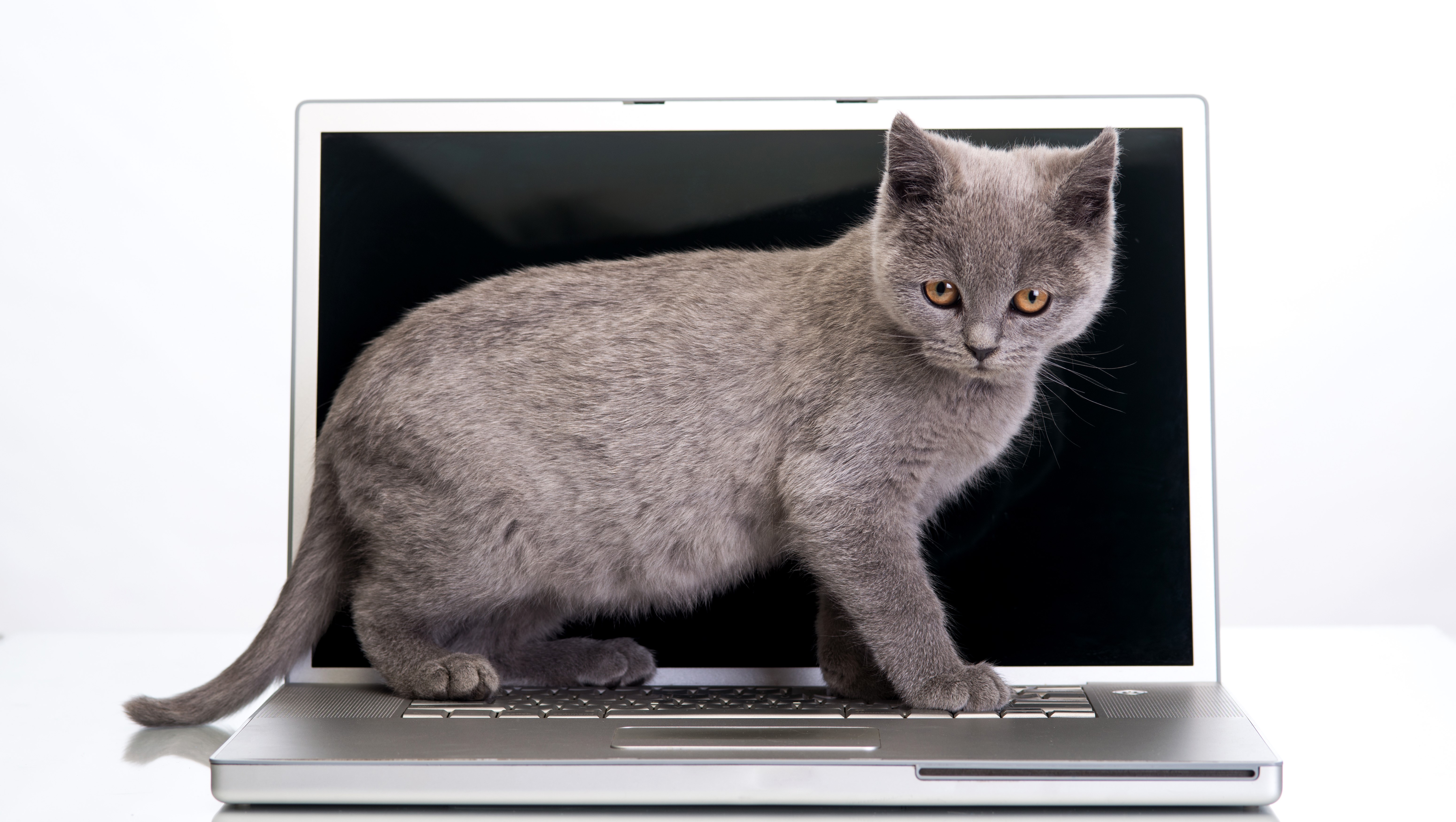Gray kitten on a laptop HD Wallpaper
