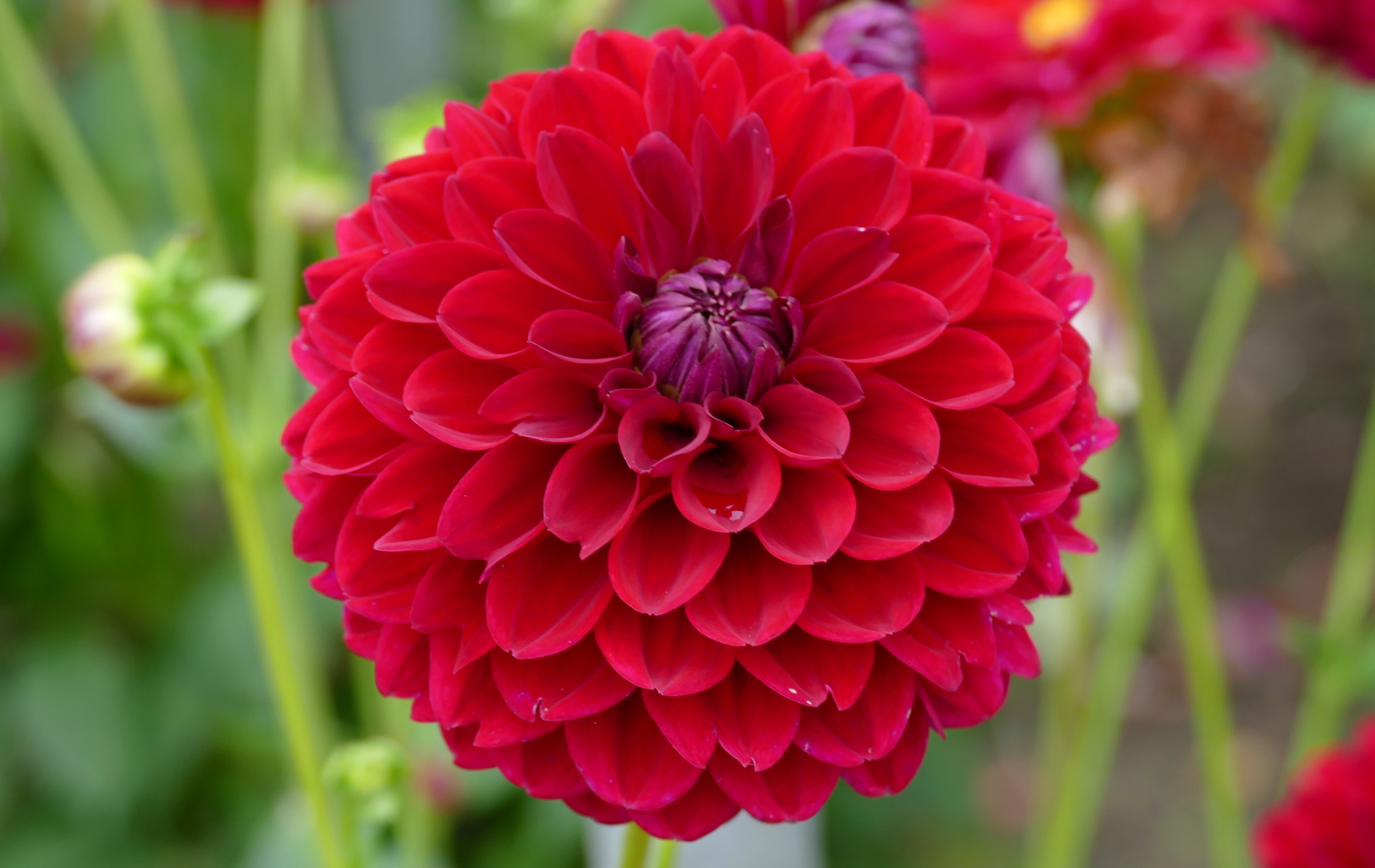 Red Dahlia flower in bloom HD Wallpaper