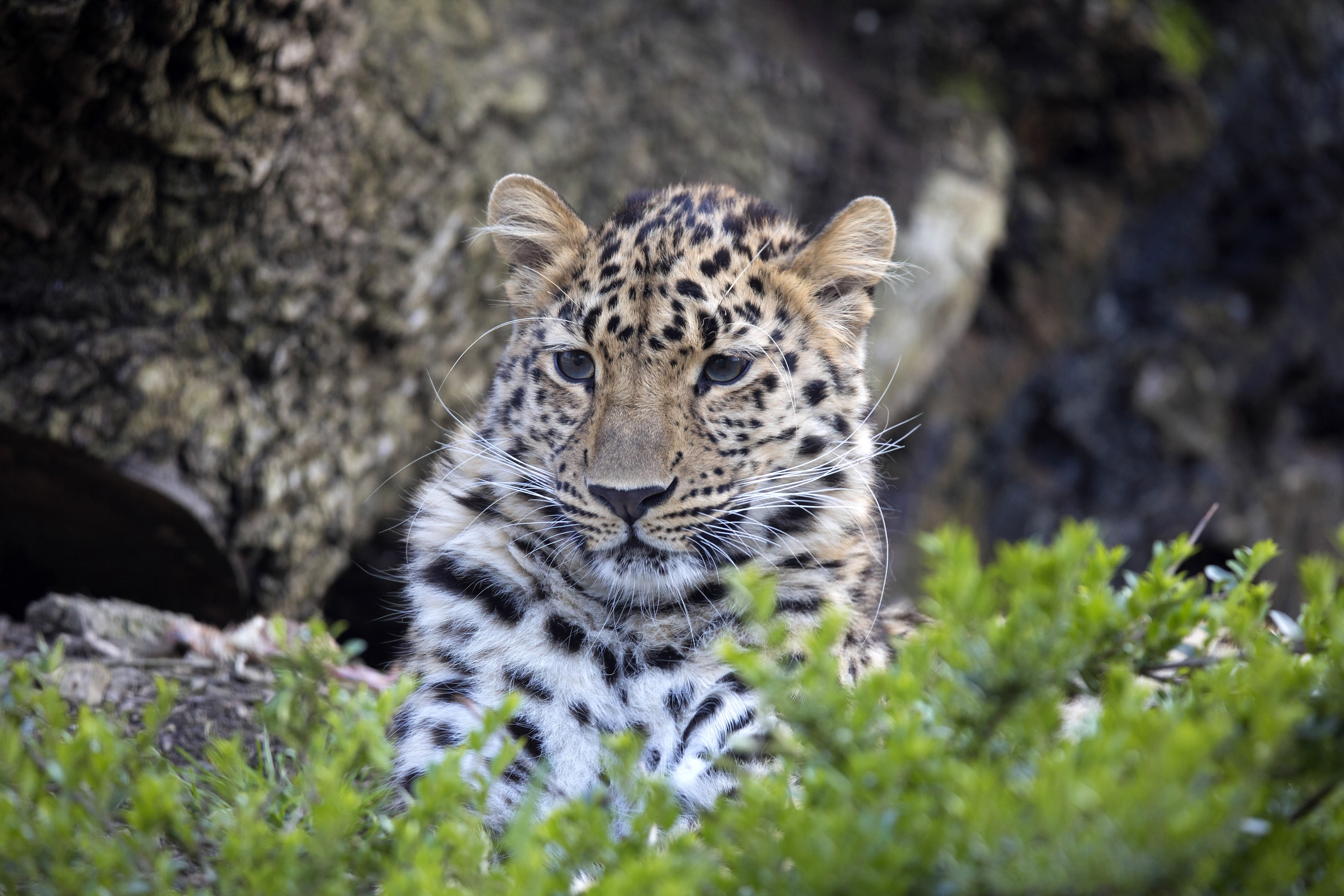 Leopard cub peeking through green bushes HD Wallpaper