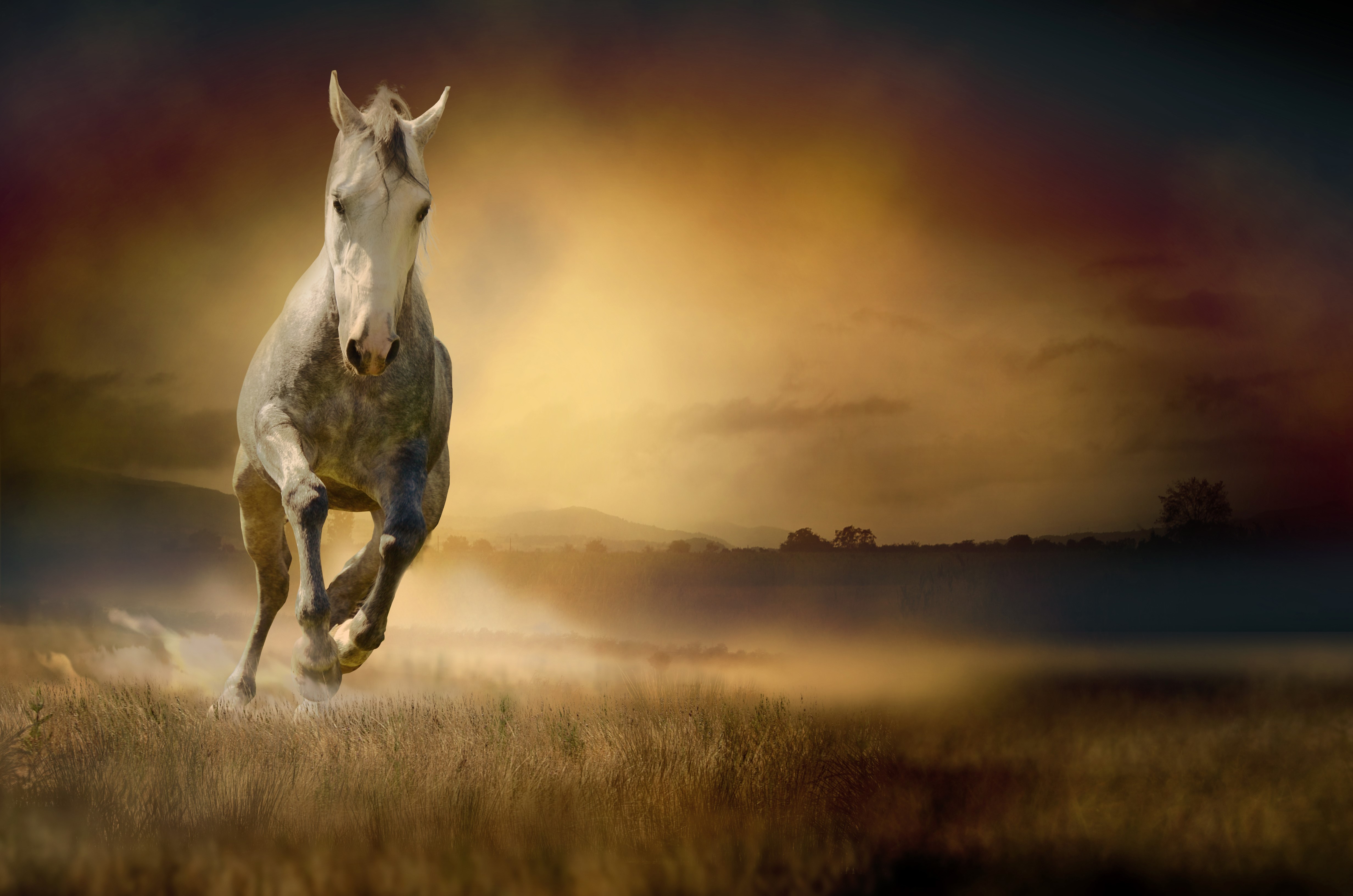4K Horse Running in a Field HD Wallpaper
