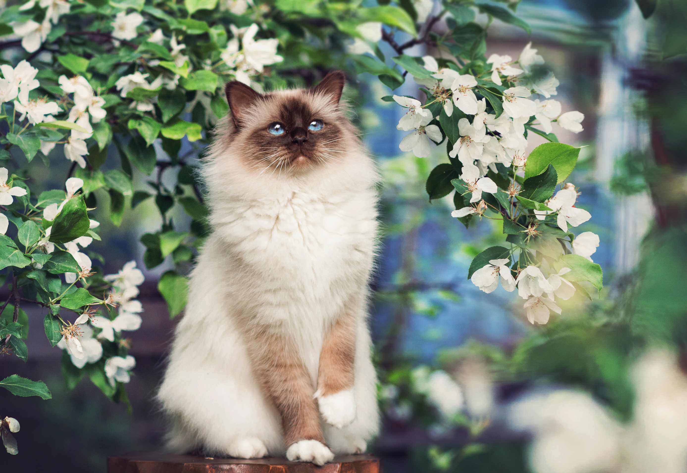 Birman cat sitting among white blossoms HD Wallpaper