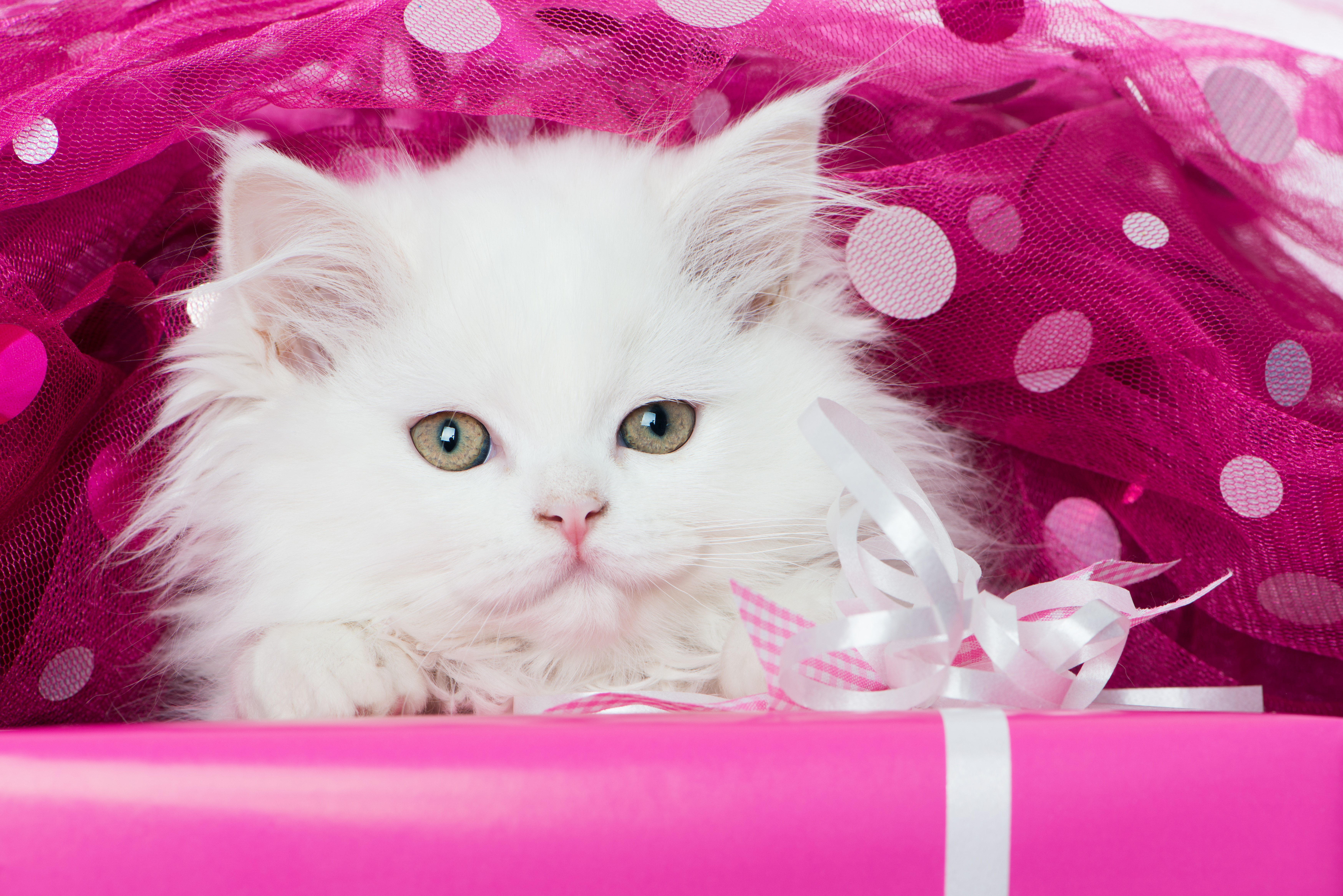 White kitten in pink gift wrapping HD Wallpaper