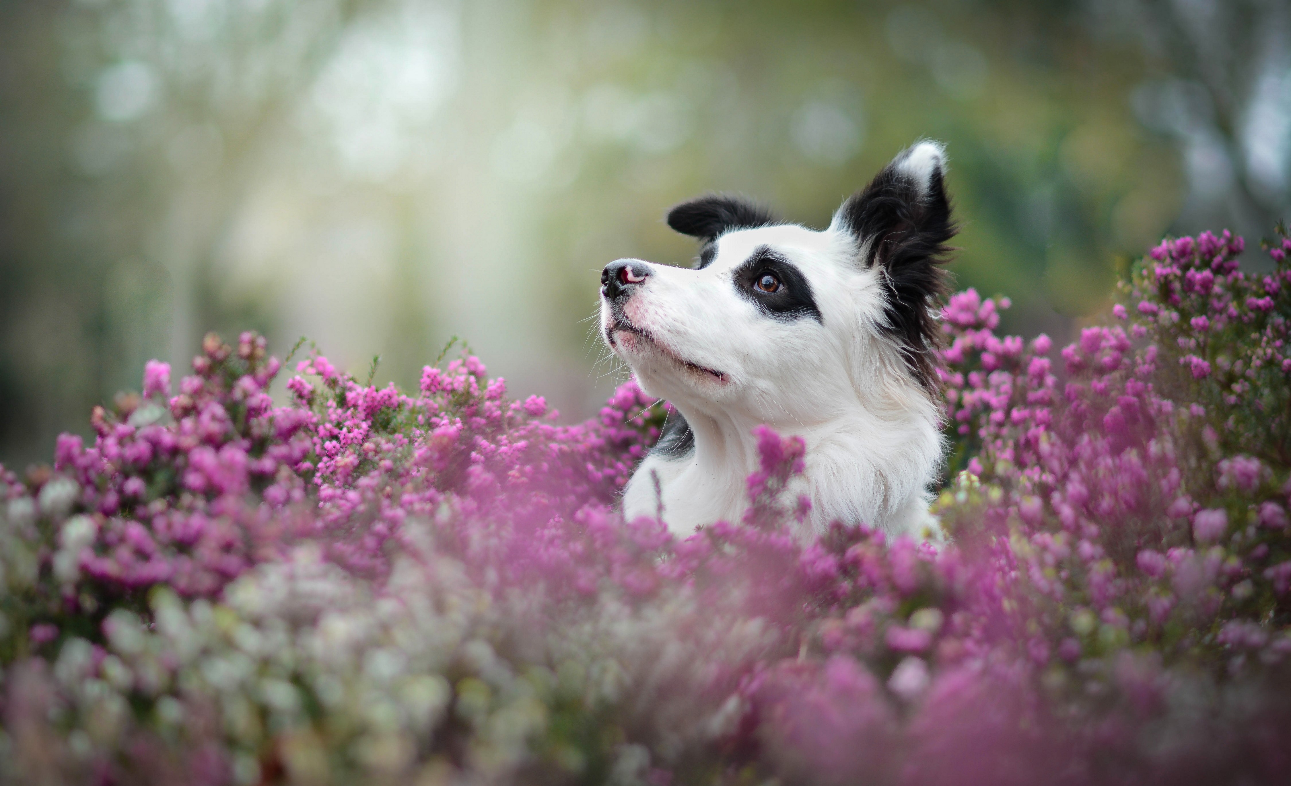 Border Collie dog in purple heather flowers HD Wallpaper