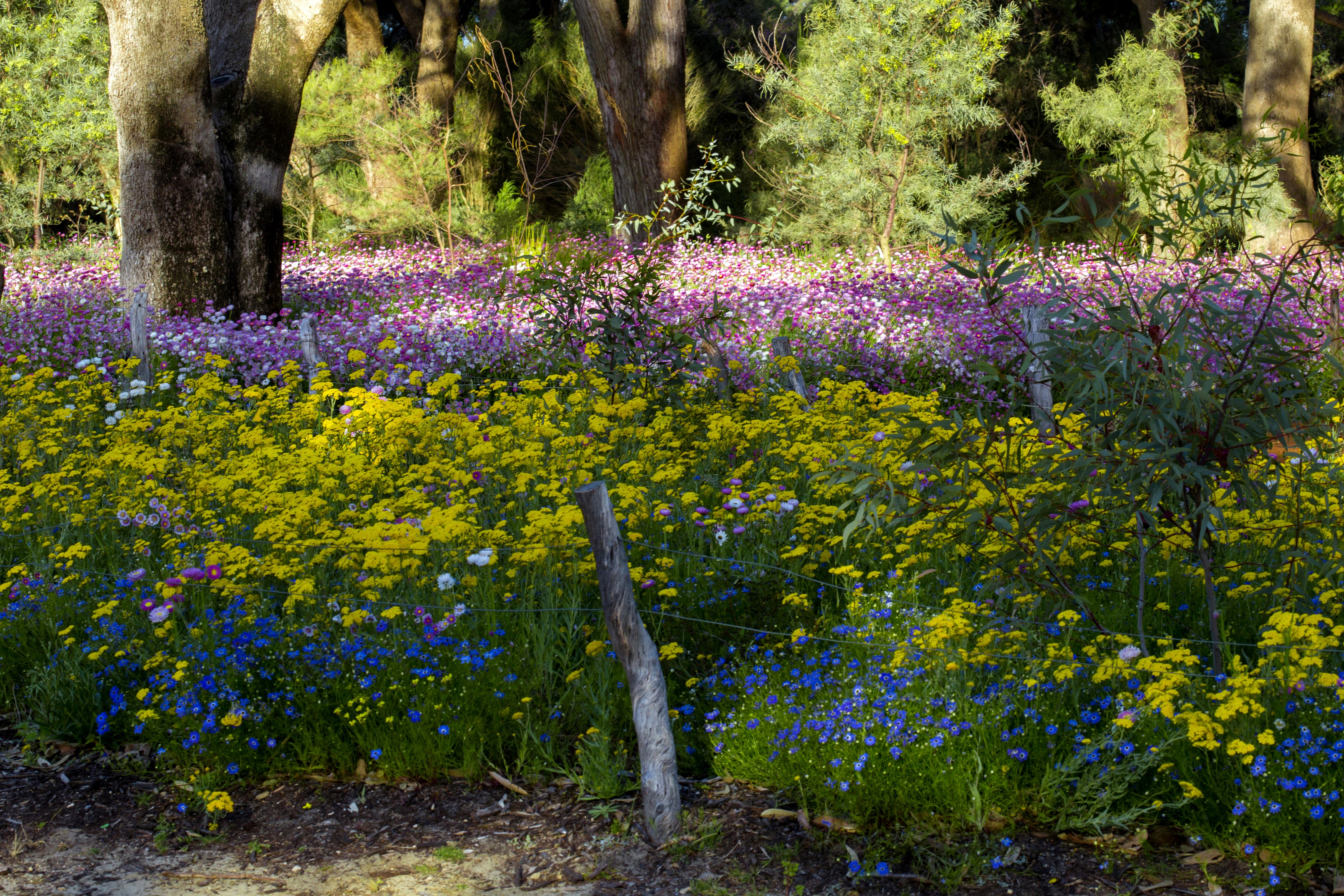 Field of wildflowers in Perth, Australia HD Wallpaper