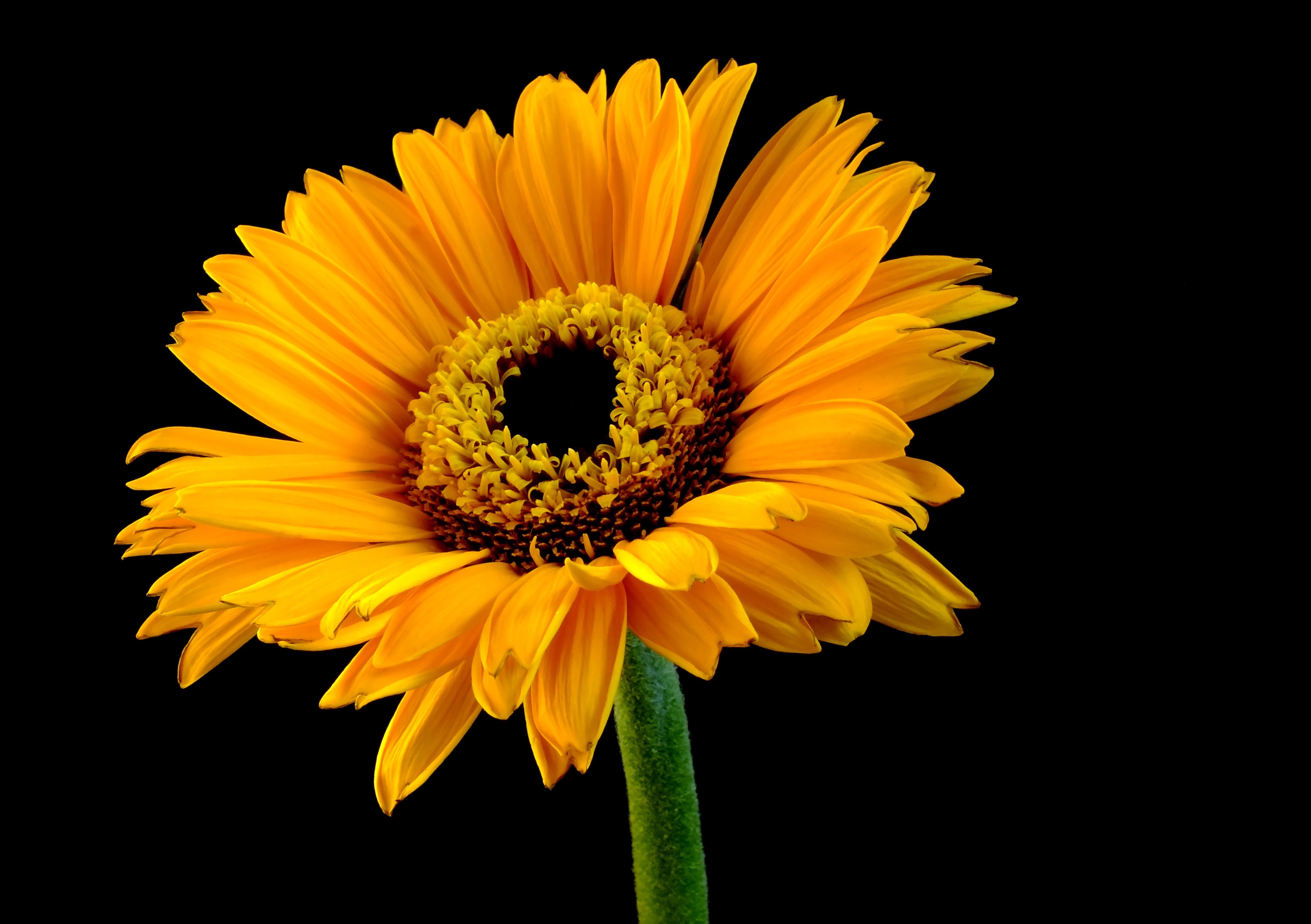 Orange Gerbera Daisy 4K HD Wallpaper