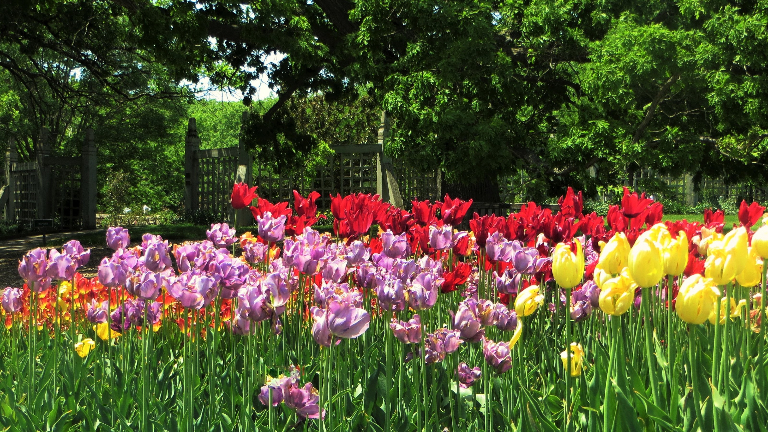 A garden with rows of colorful tulips HD Wallpaper