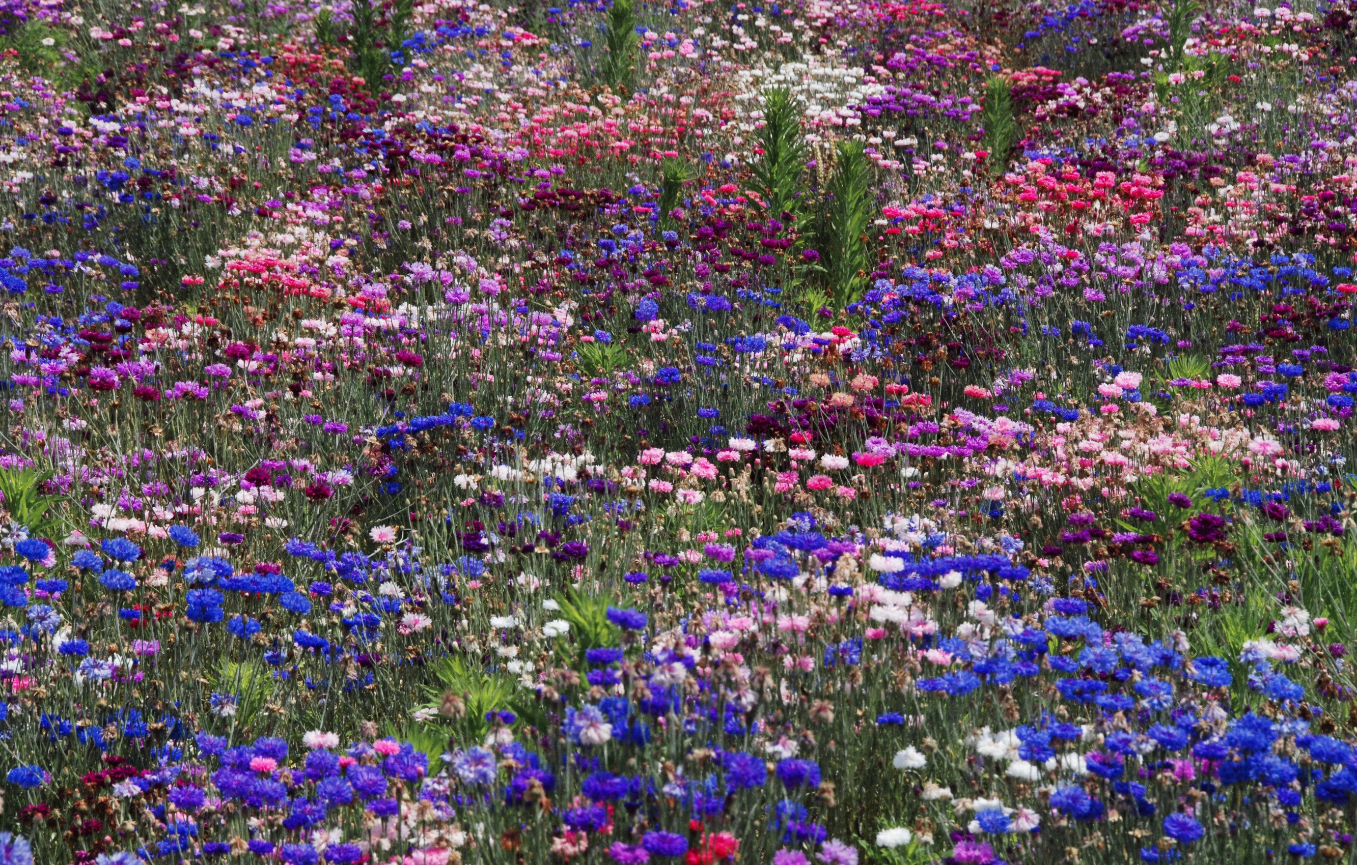 Field of colorful wildflowers including cornflowers and daisies HD Wallpaper