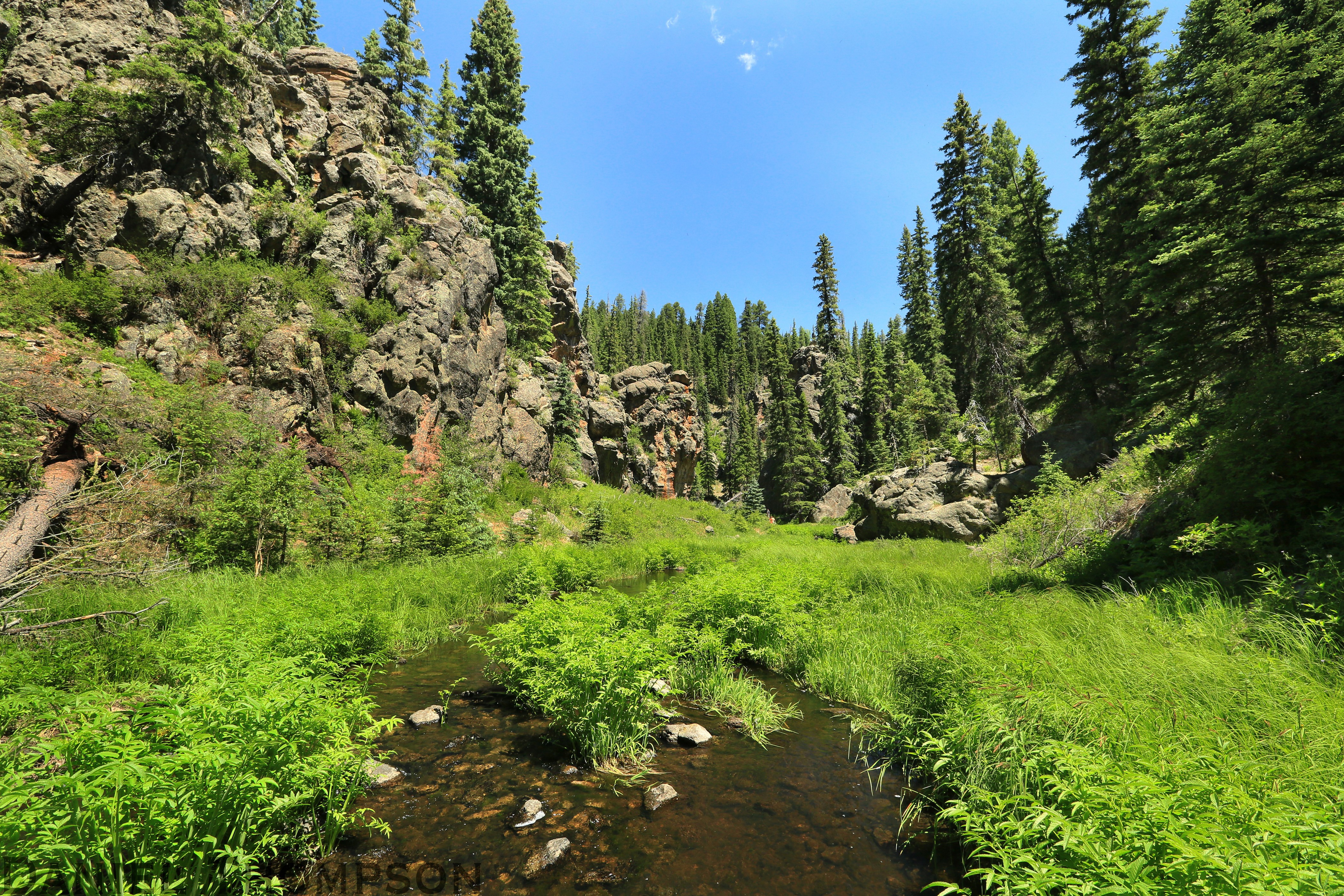 New Mexico Mountain Forest with Stream HD Wallpaper