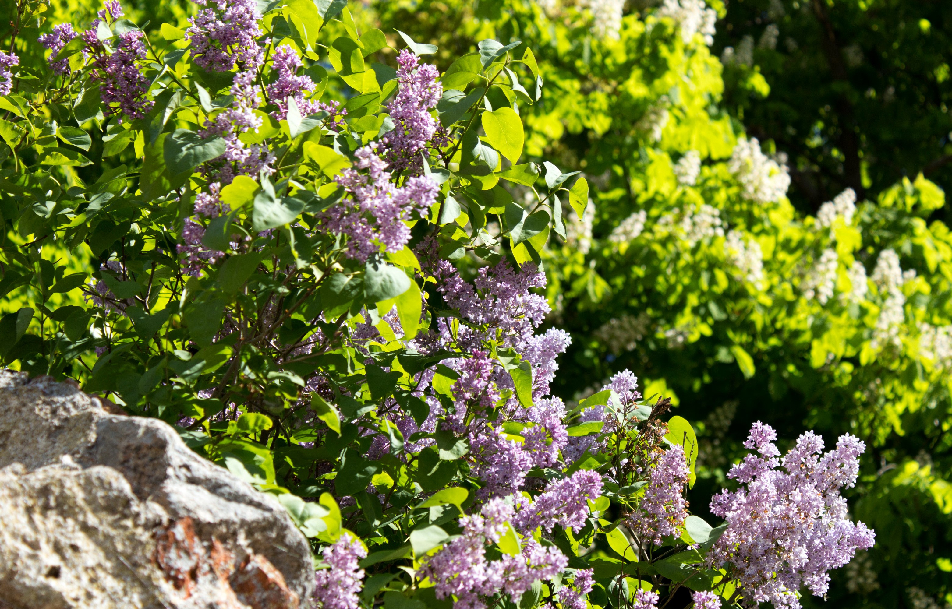 Purple lilac flowers and green leaves on branches HD Wallpaper
