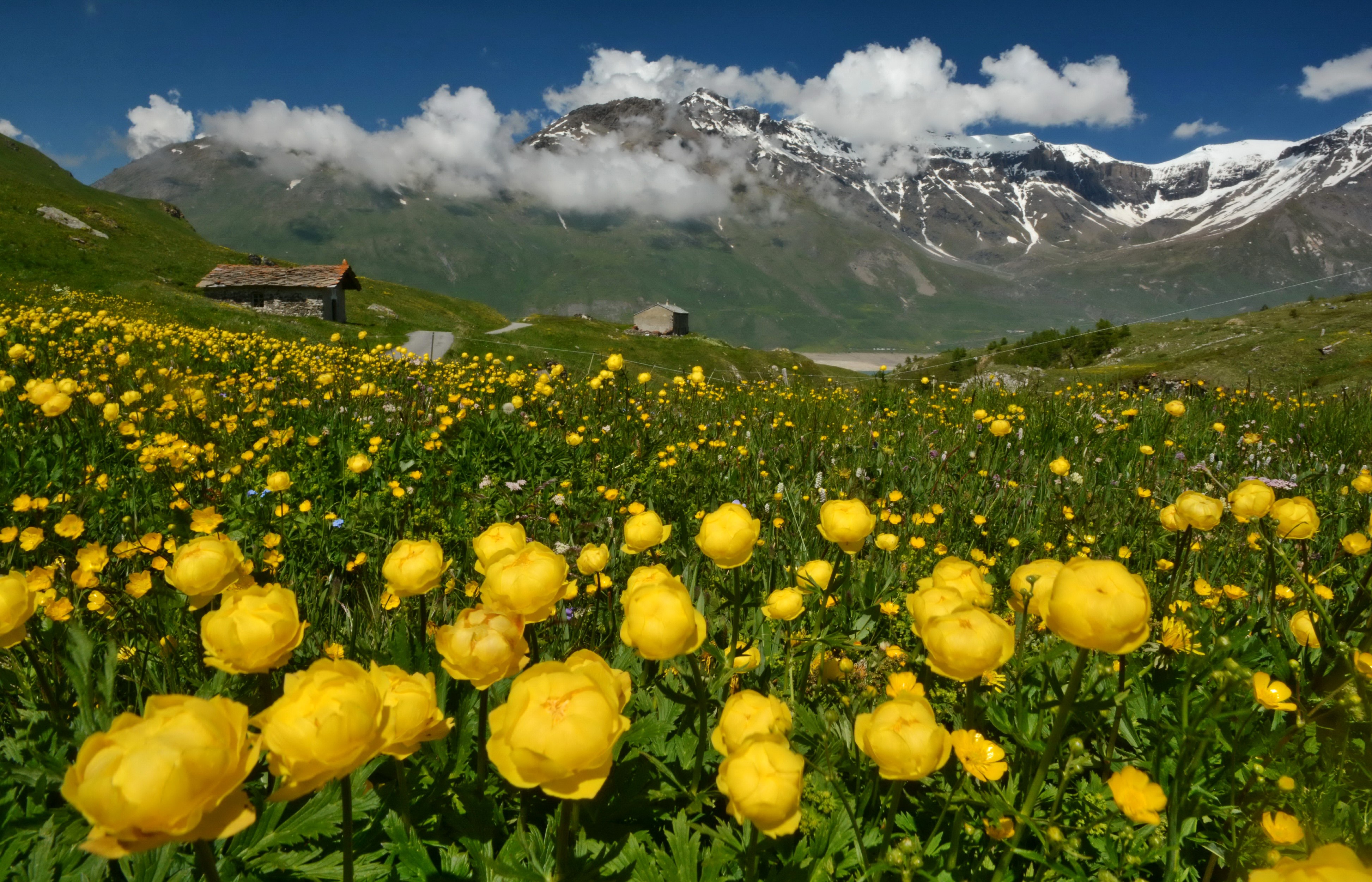4K Alps Mountains Meadow with Yellow Flowers and Houses HD Wallpaper