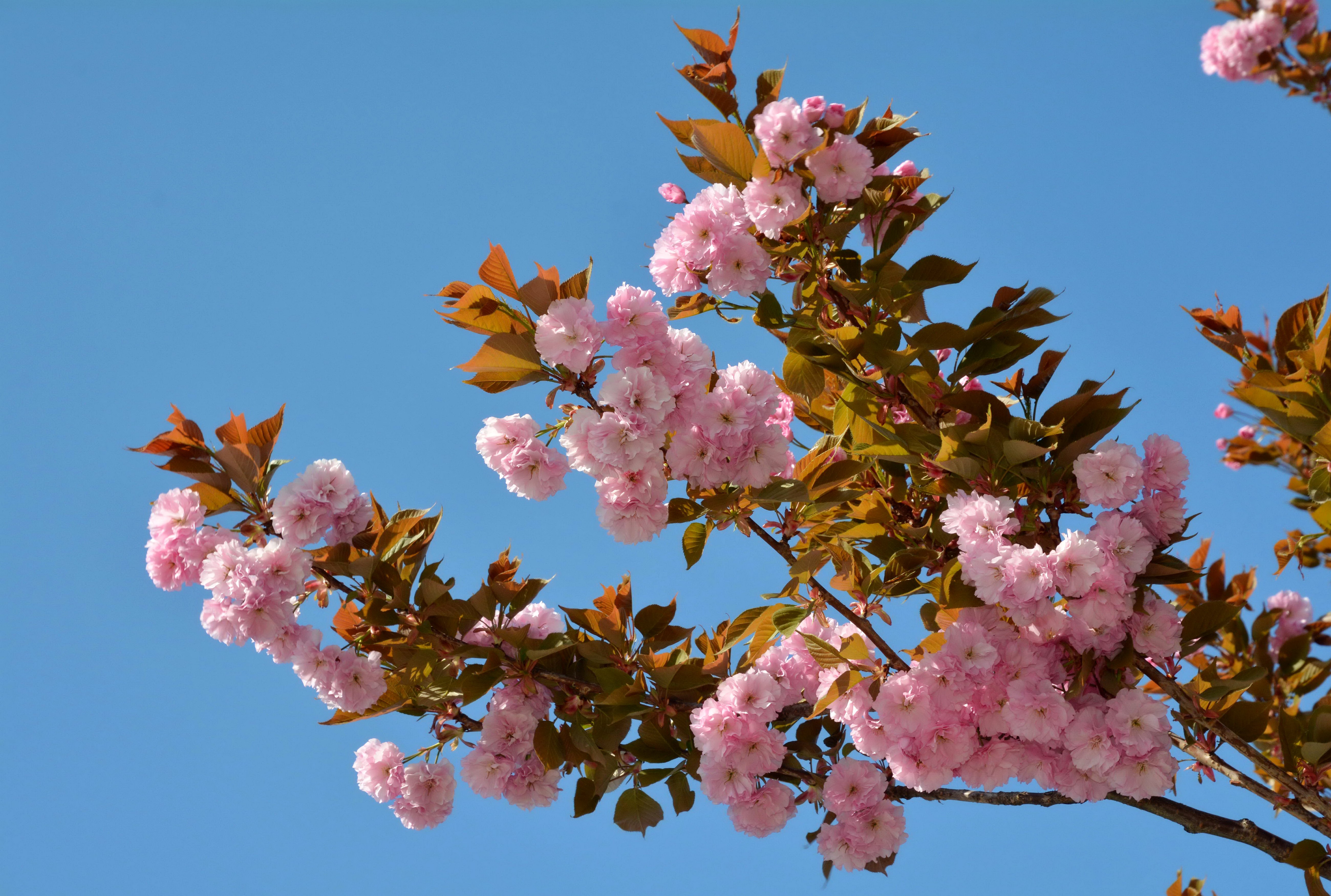 Pink Cherry Blossoms on Branches Against Blue Sky HD Wallpaper