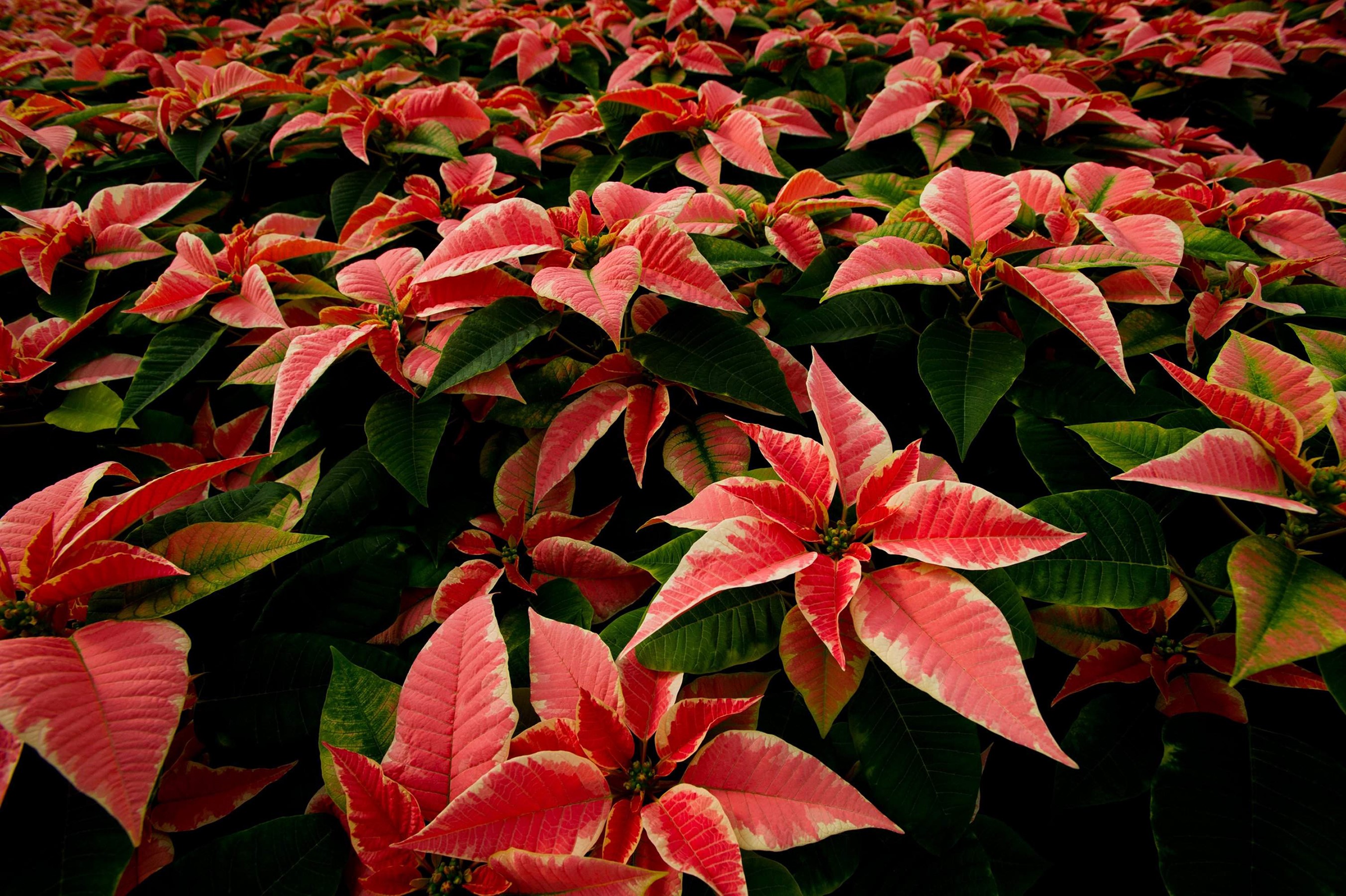 Pink and red poinsettias in a garden HD Wallpaper
