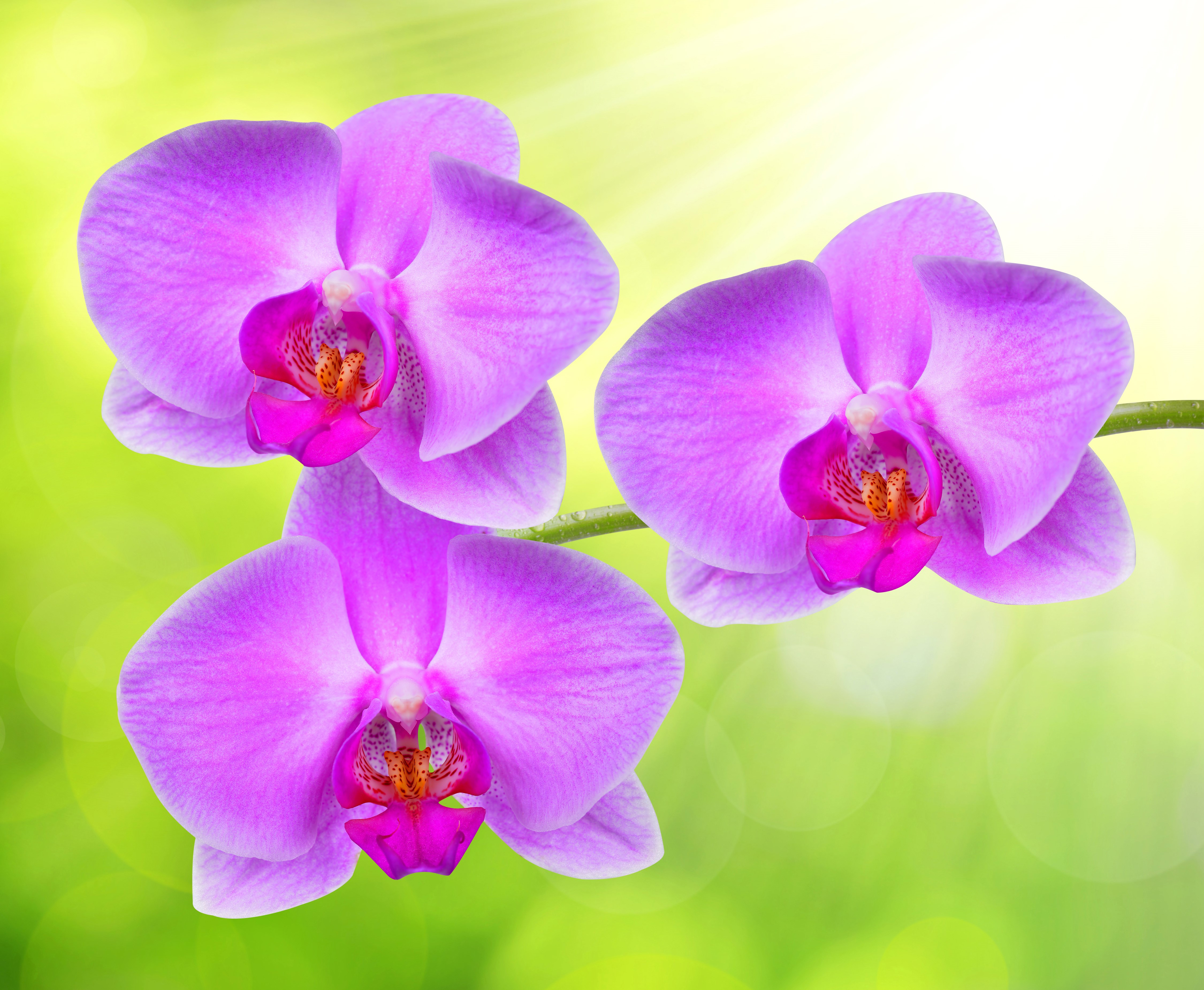 4K Orchid Closeup HD Wallpaper