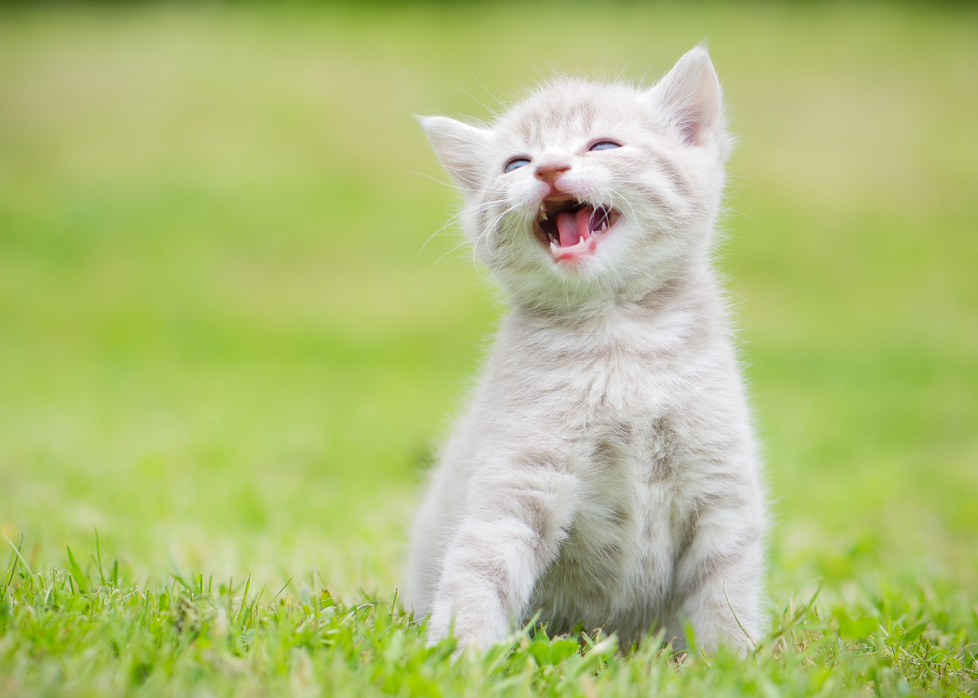 Kitten yawning on grass HD Wallpaper