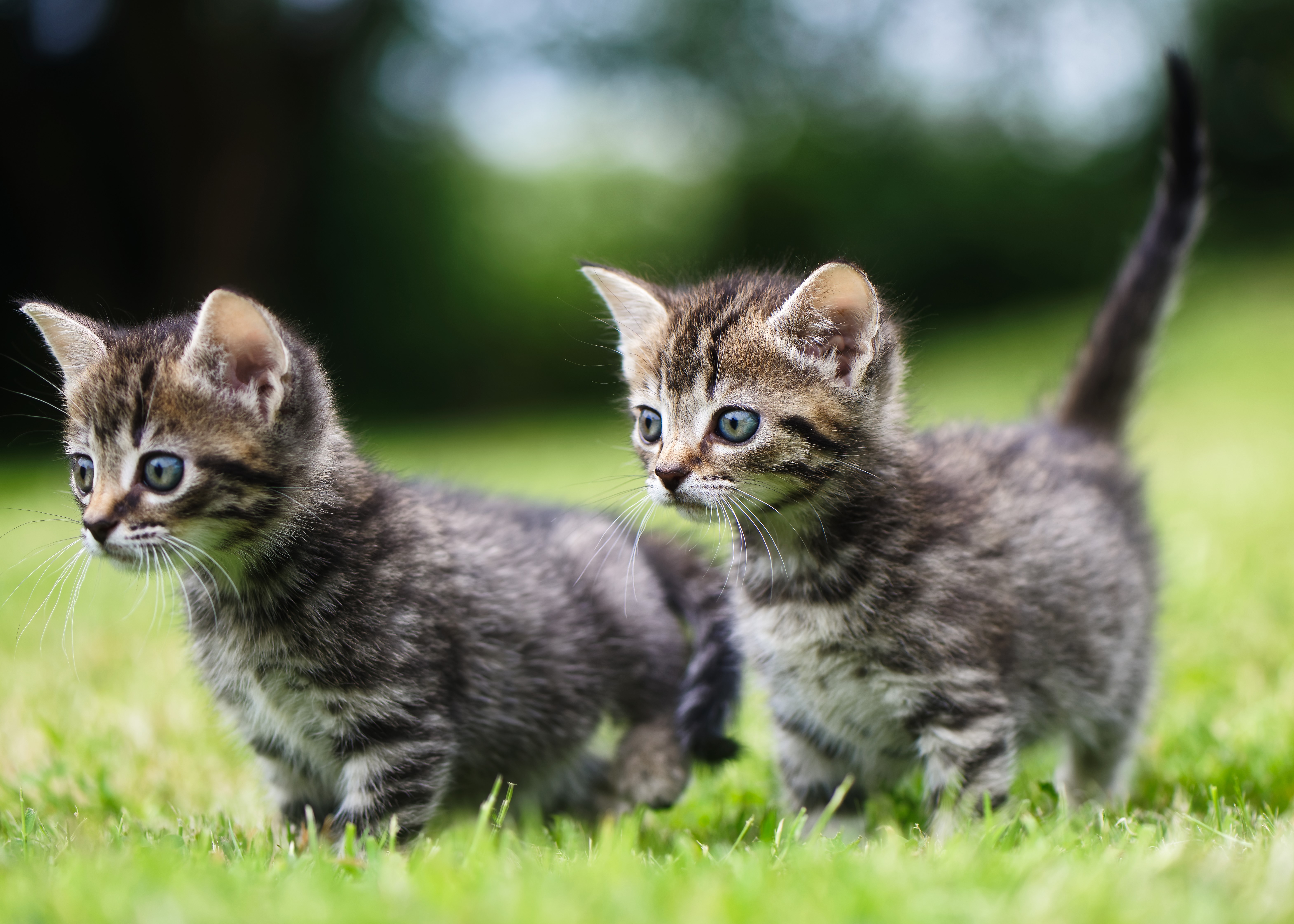 Two Tabby Kittens on Grass HD Wallpaper