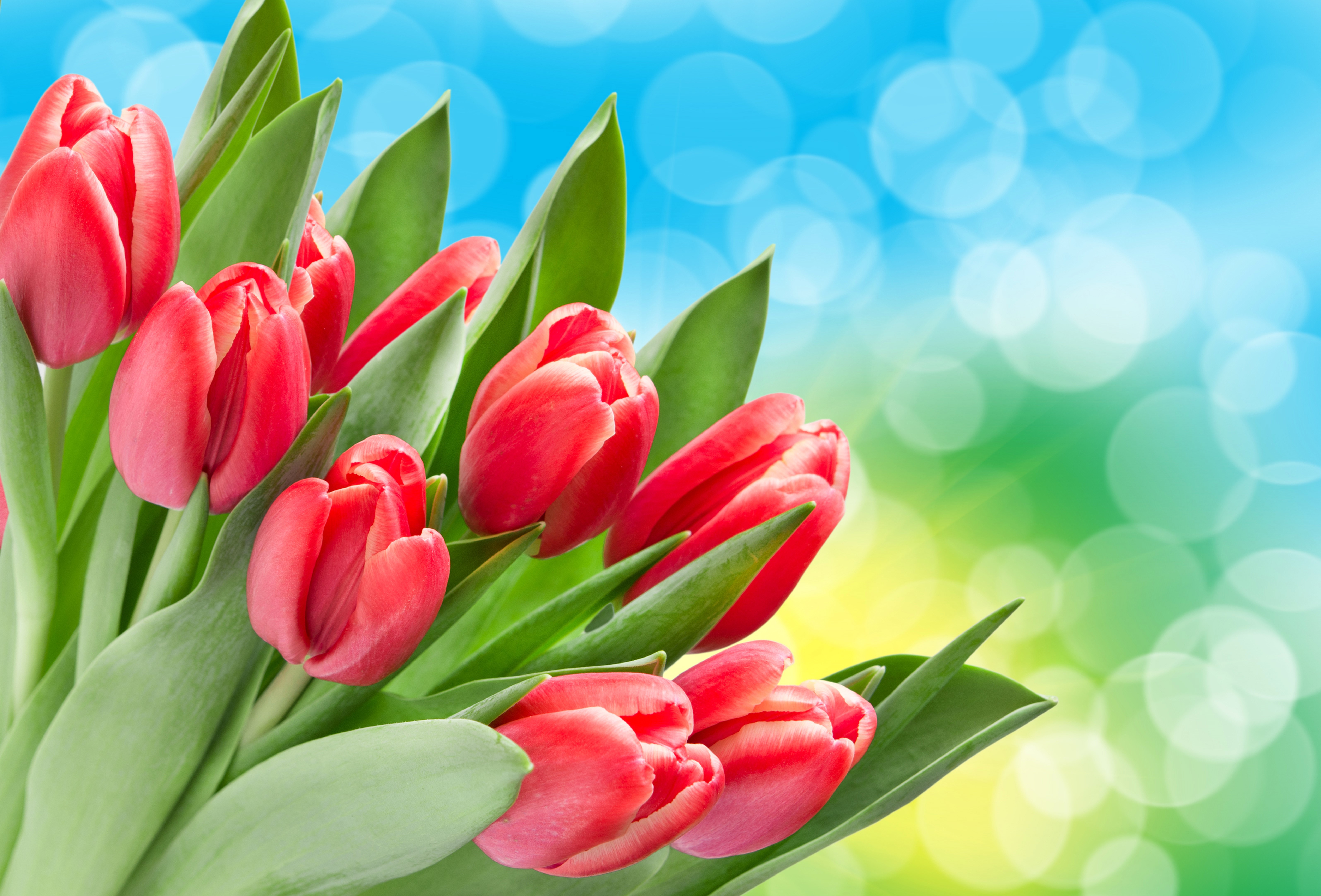 Red Tulips with Bokeh Background HD Wallpaper