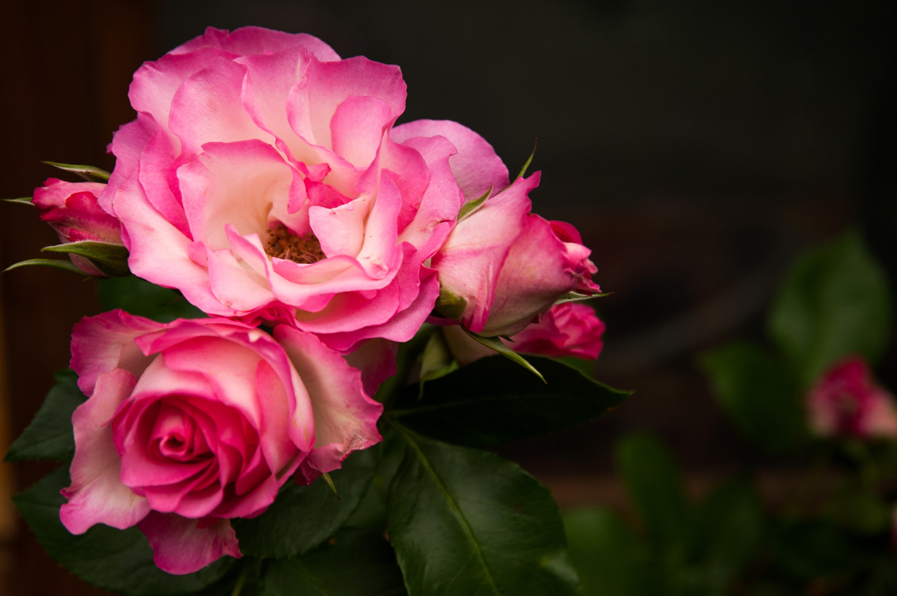 Pink and white roses with green leaves HD Wallpaper