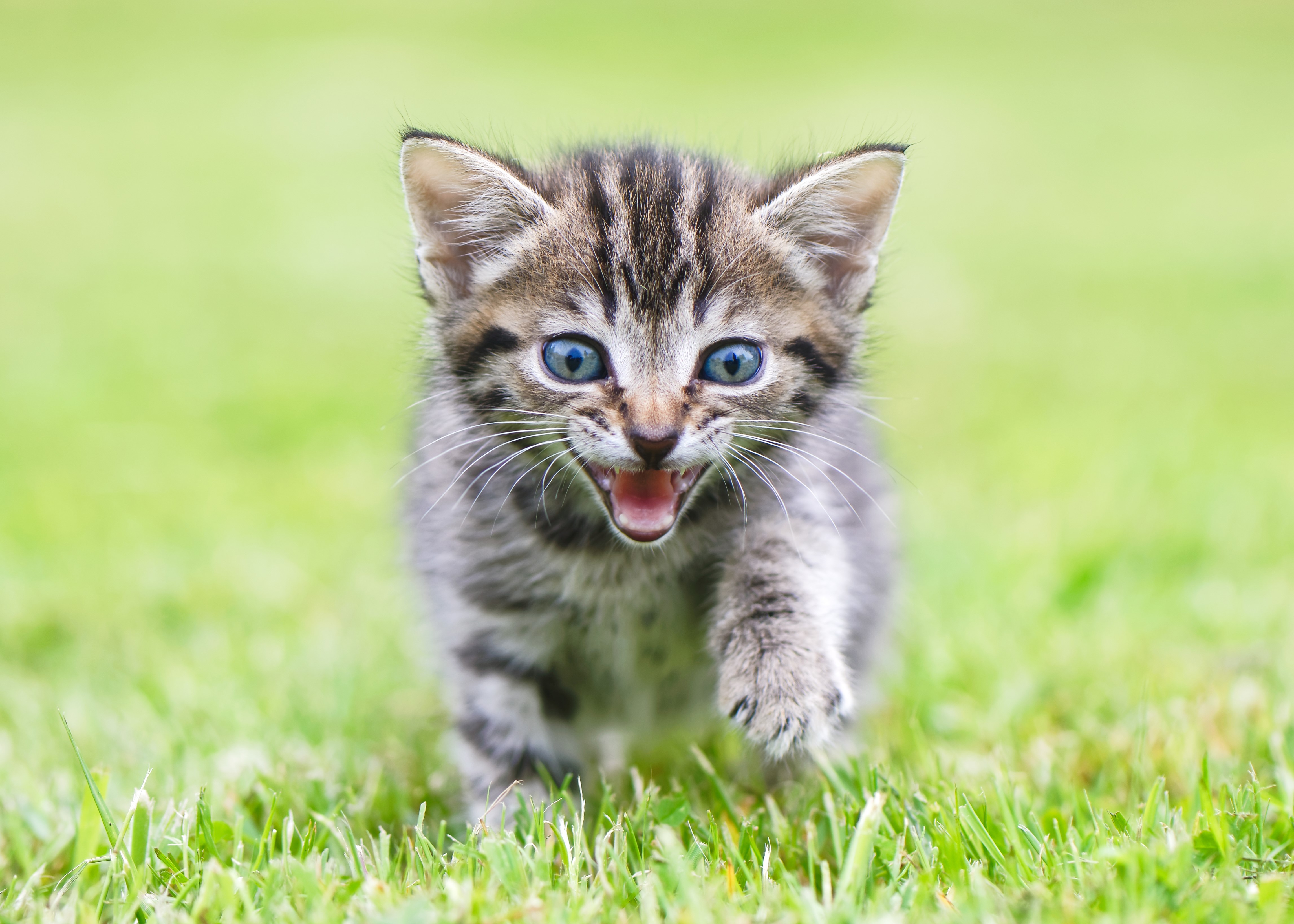 Kitten running on grass HD Wallpaper