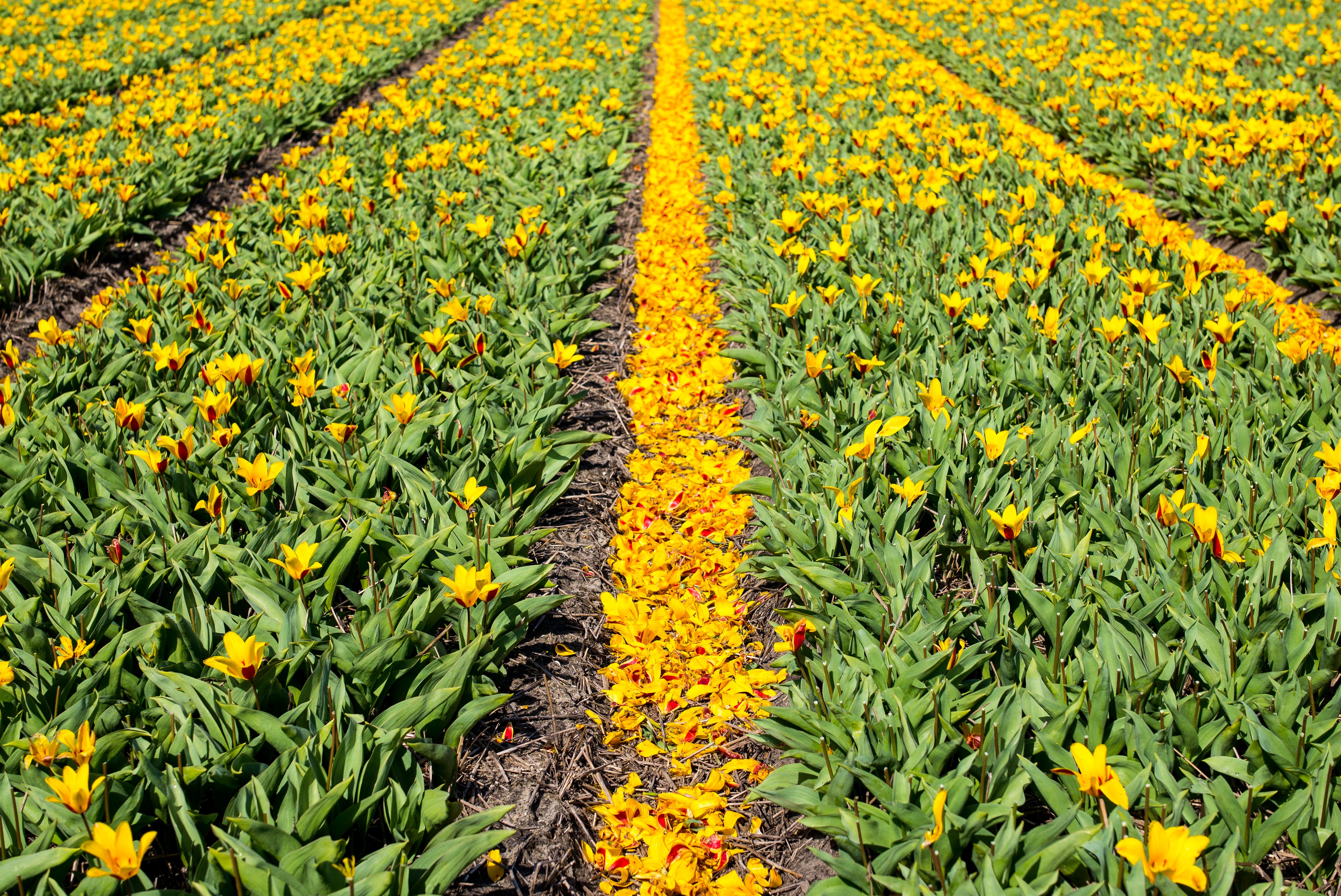 Field of Yellow Tulips with Petals HD Wallpaper