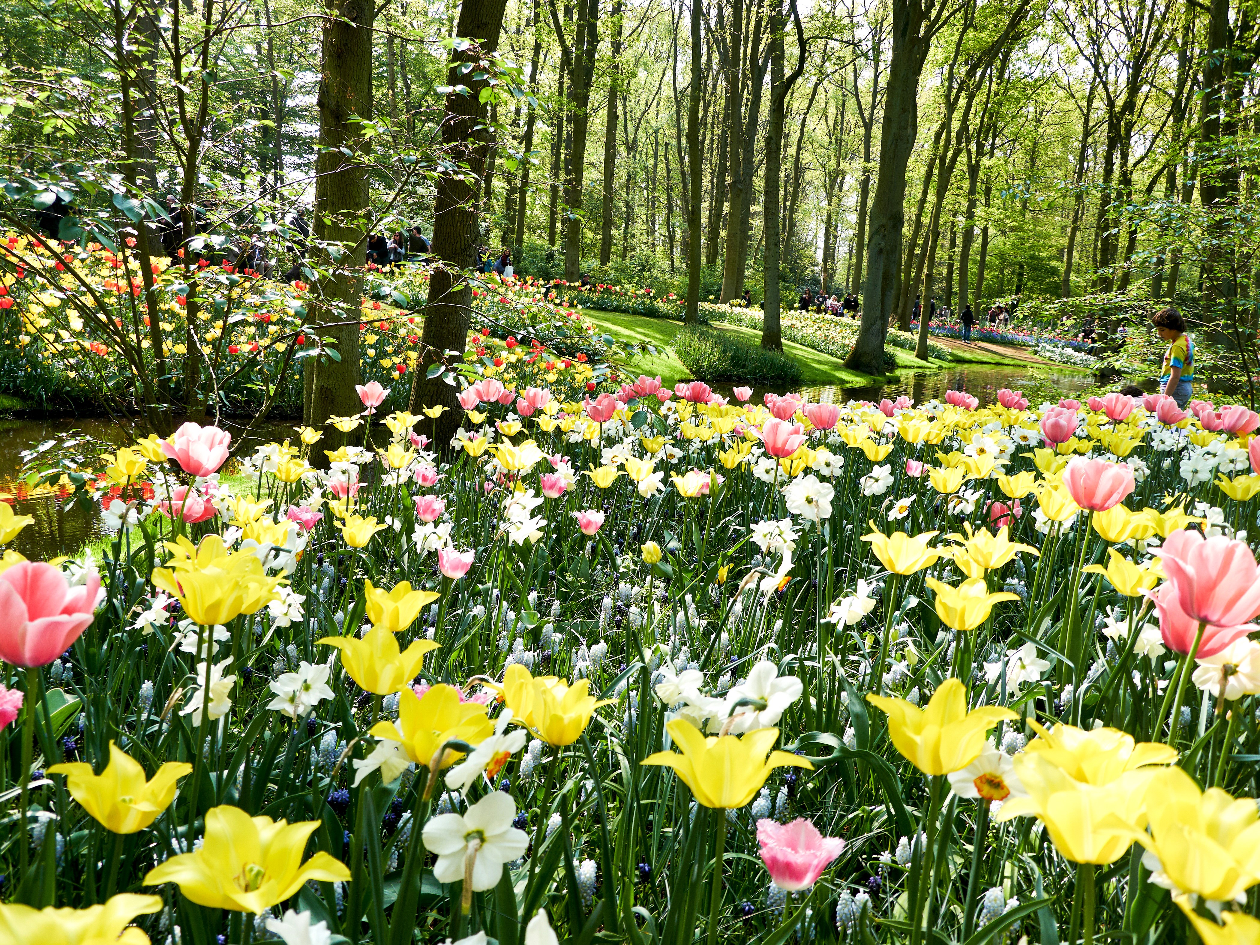 4K Keukenhof Gardens with Tulips and Daffodils in Netherlands HD Wallpaper