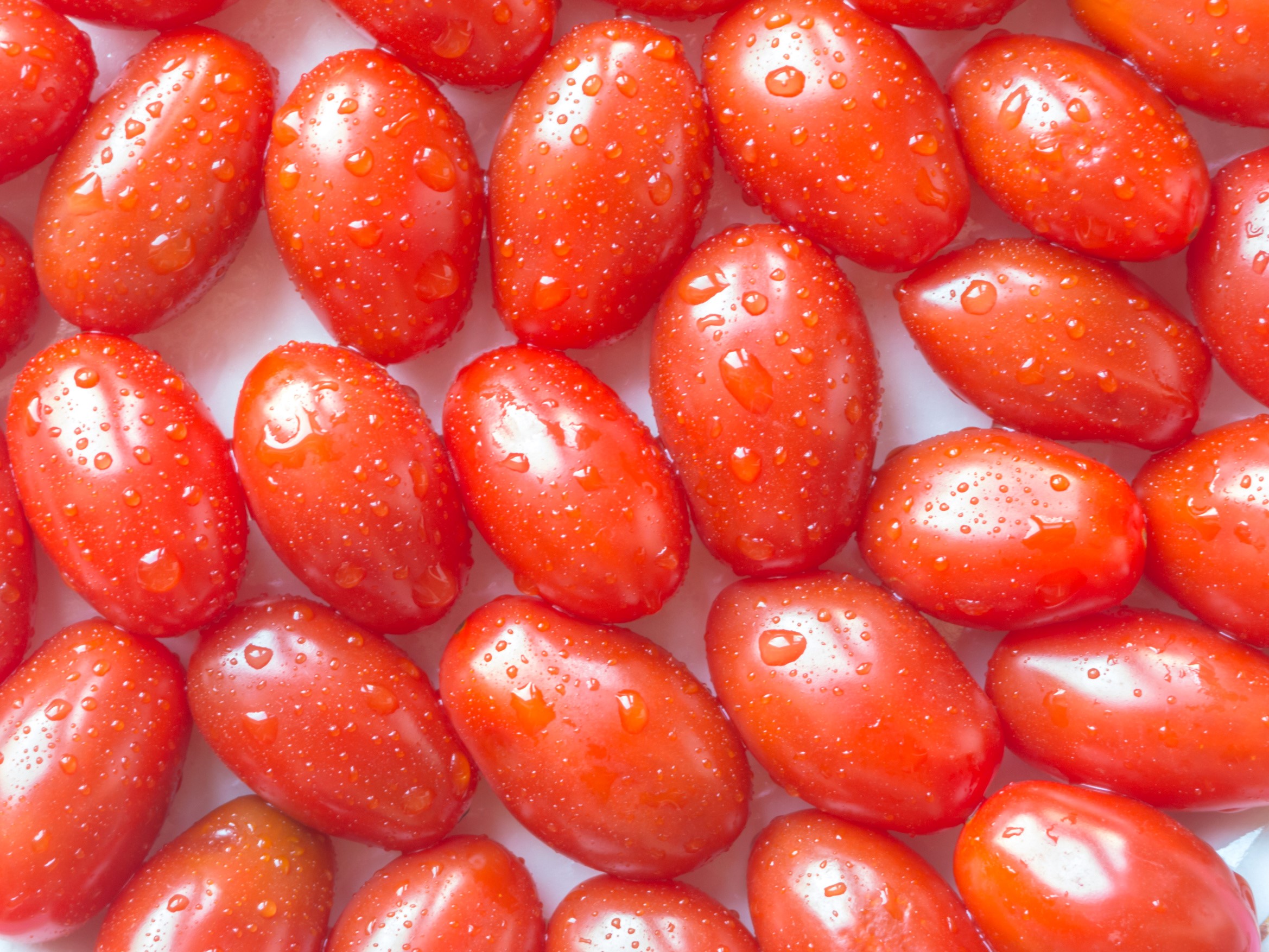 Many ripe red tomatoes with water drops HD Wallpaper