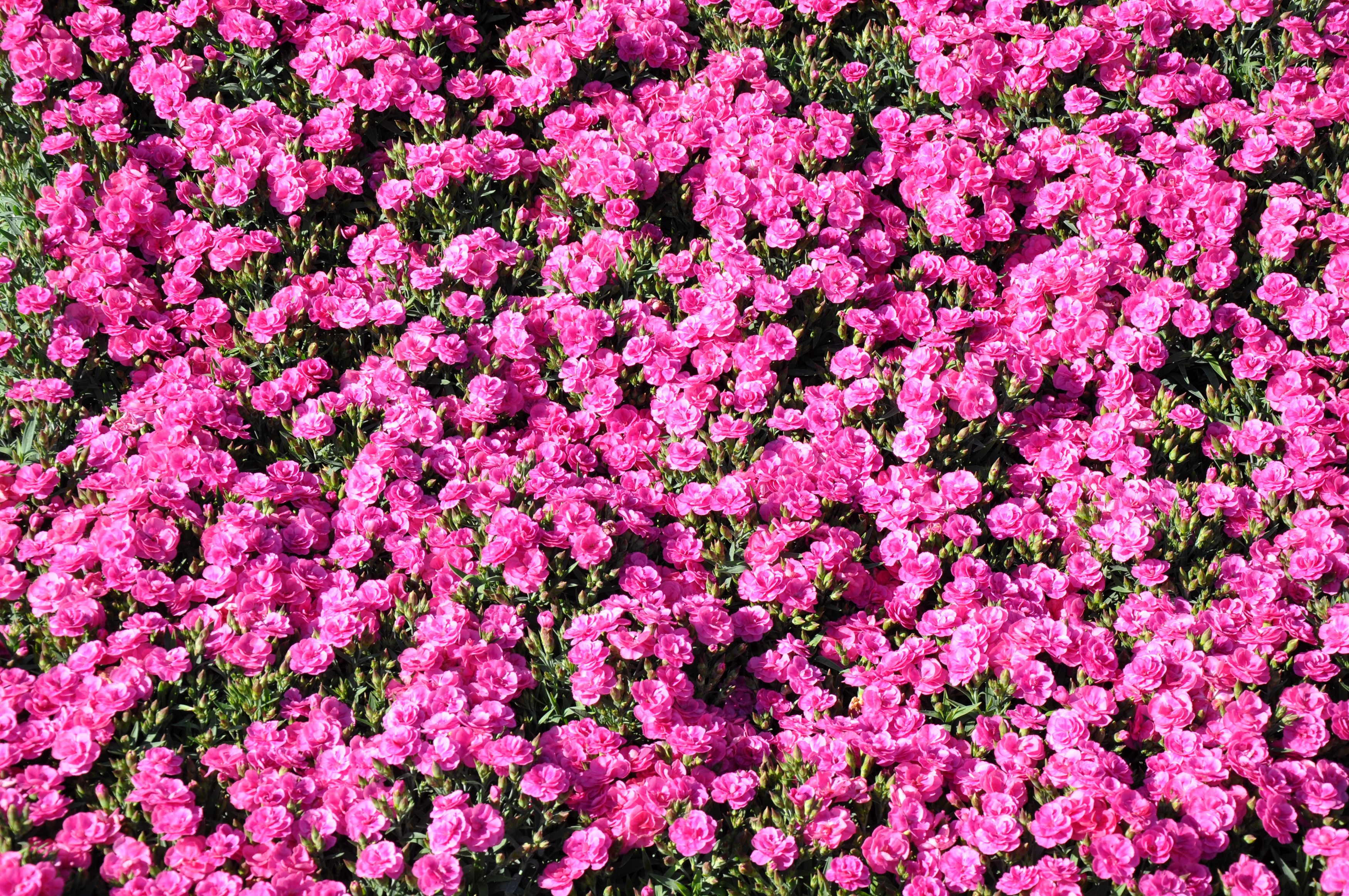 A dense bed of bright pink carnations in full bloom. HD Wallpaper
