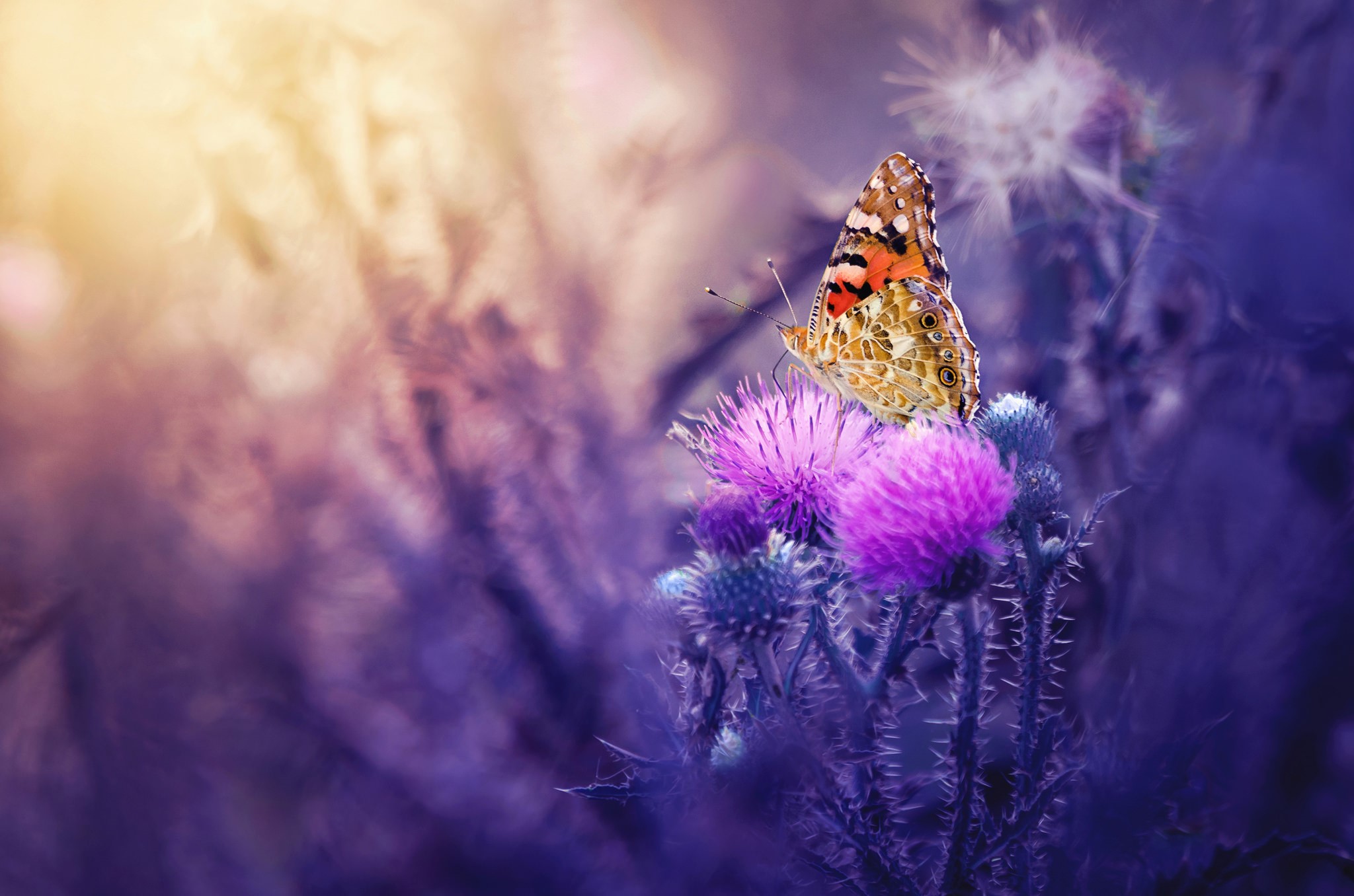 Painted Lady butterfly on a thistle flower HD Wallpaper
