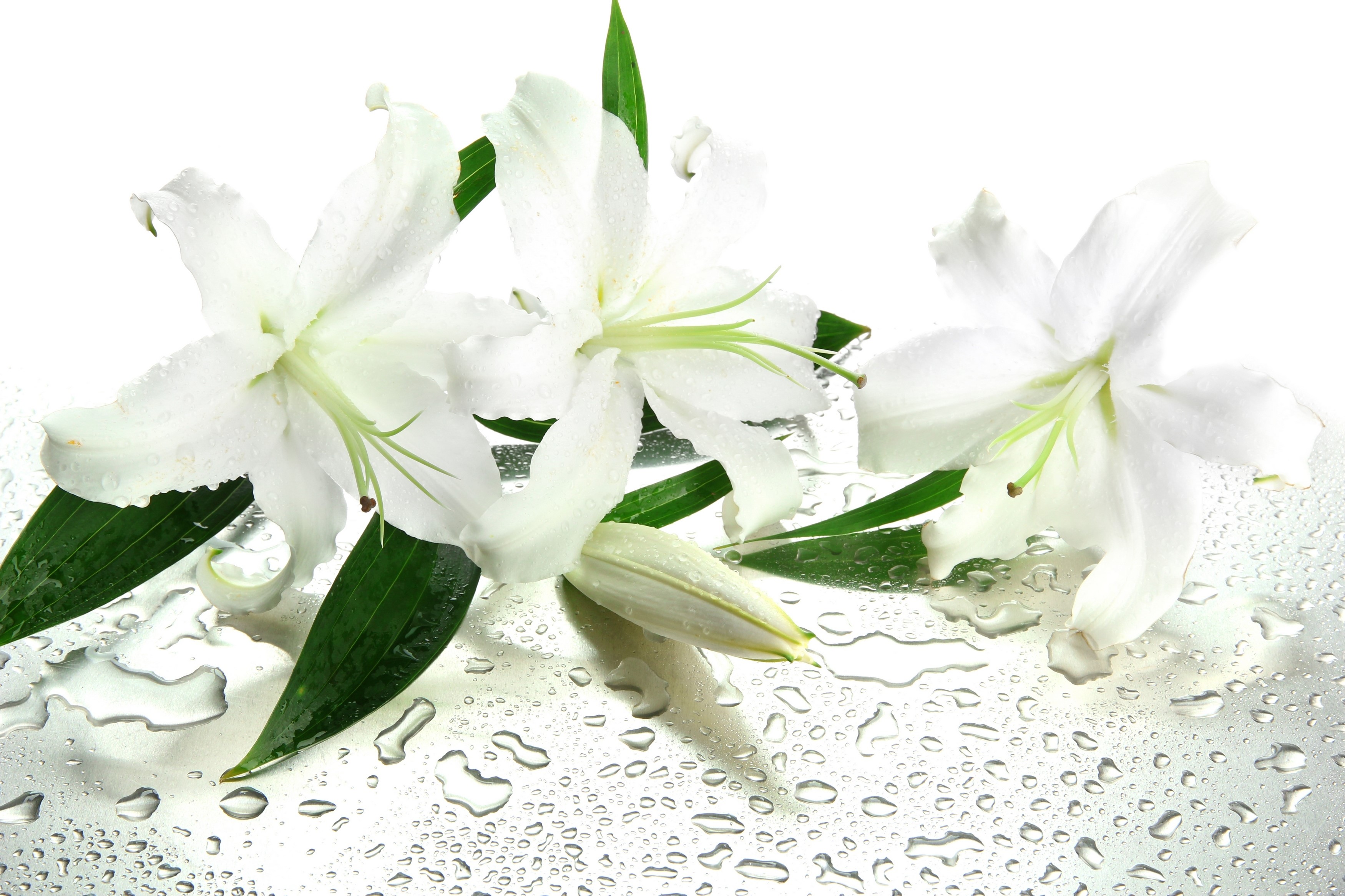 White lilies with water droplets on a reflective surface HD Wallpaper