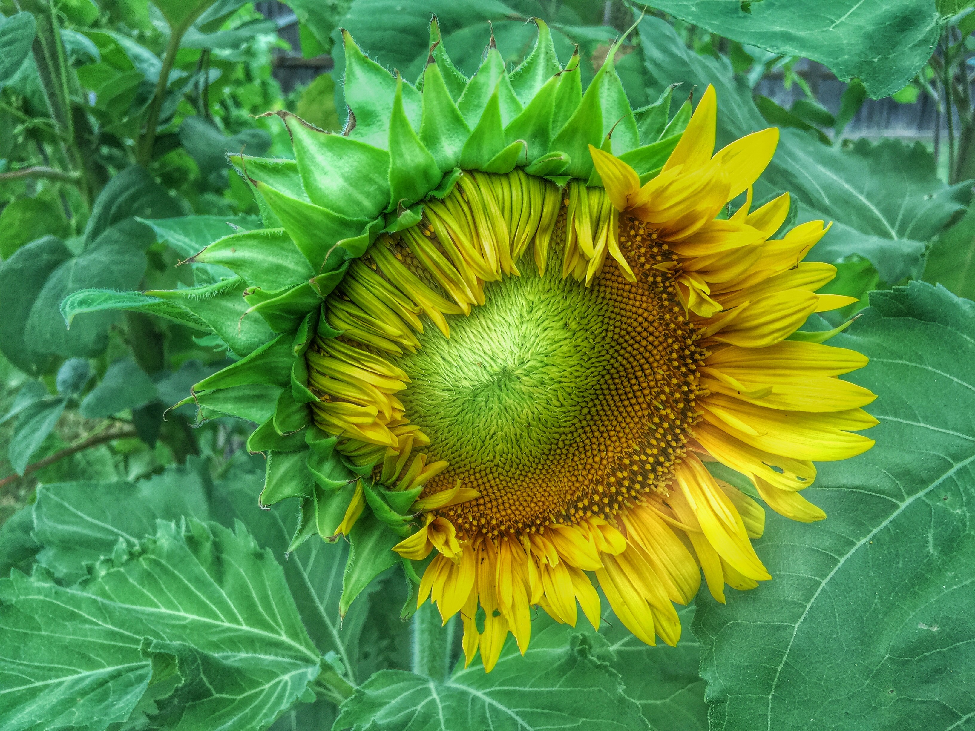 Partially bloomed sunflower with yellow petals and green leaves HD Wallpaper