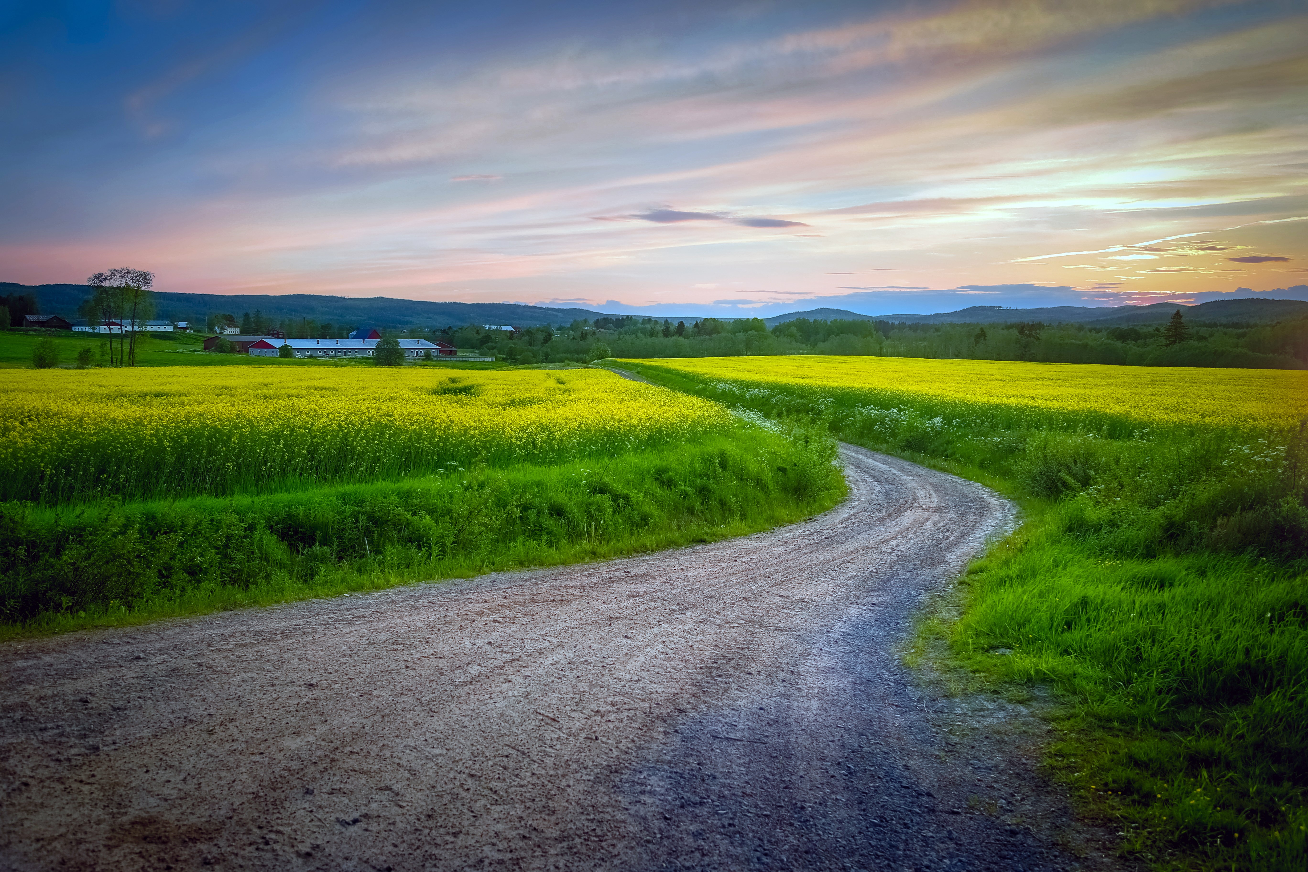 Road through yellow fields in Sweden at sunset HD Wallpaper