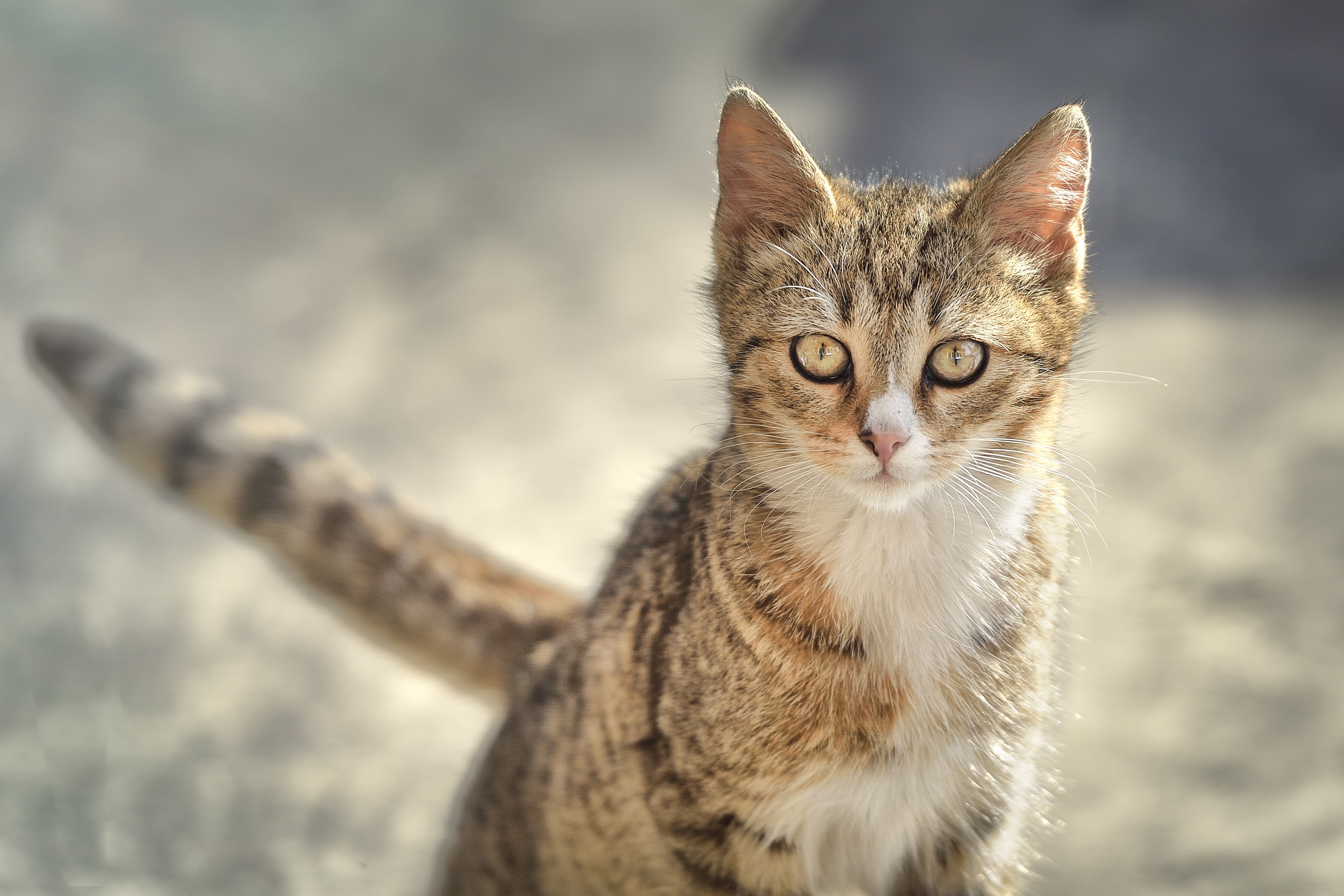 Tabby Cat Looking Forward HD Wallpaper