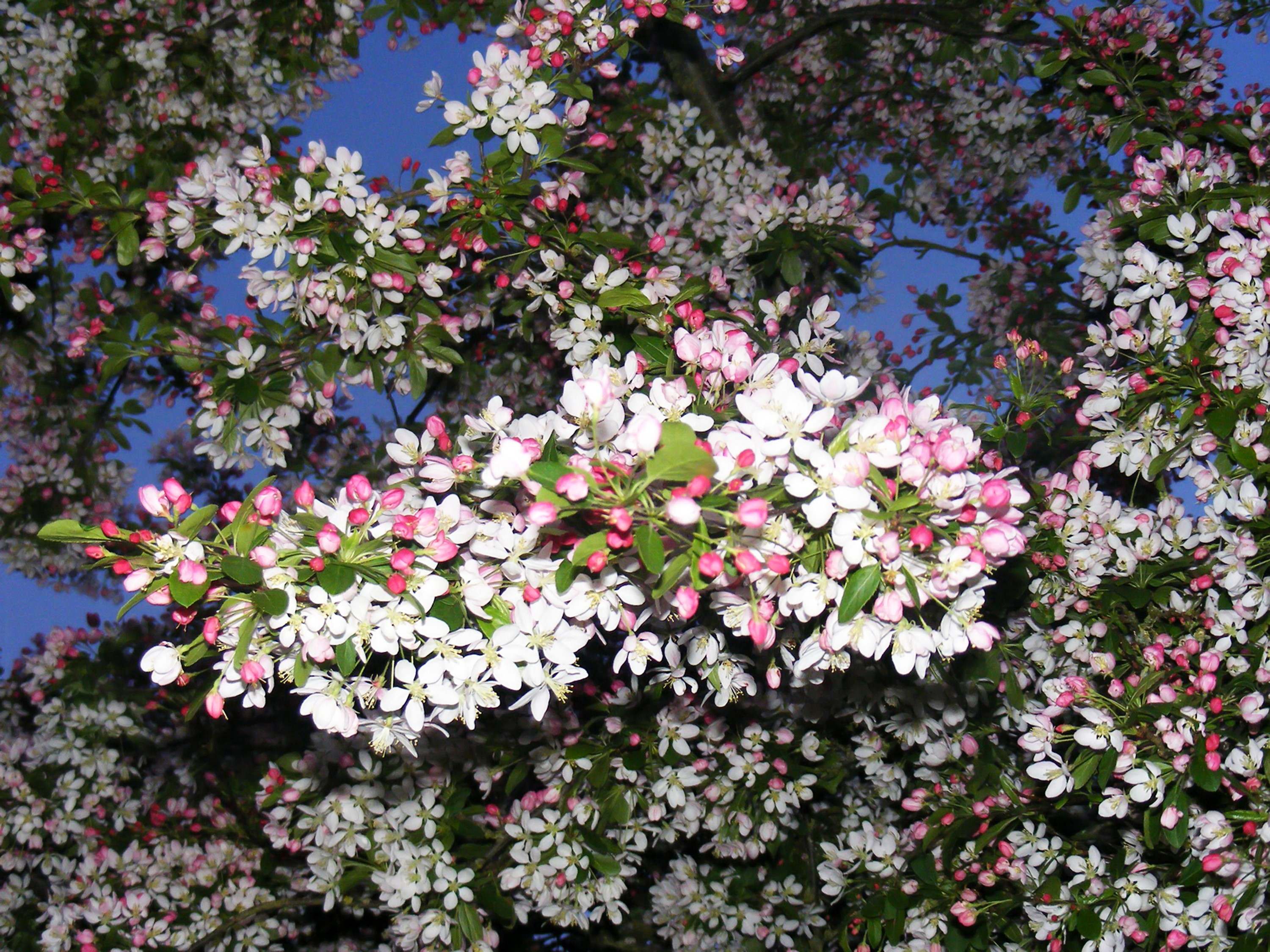Flowering tree branches against a blue sky HD Wallpaper