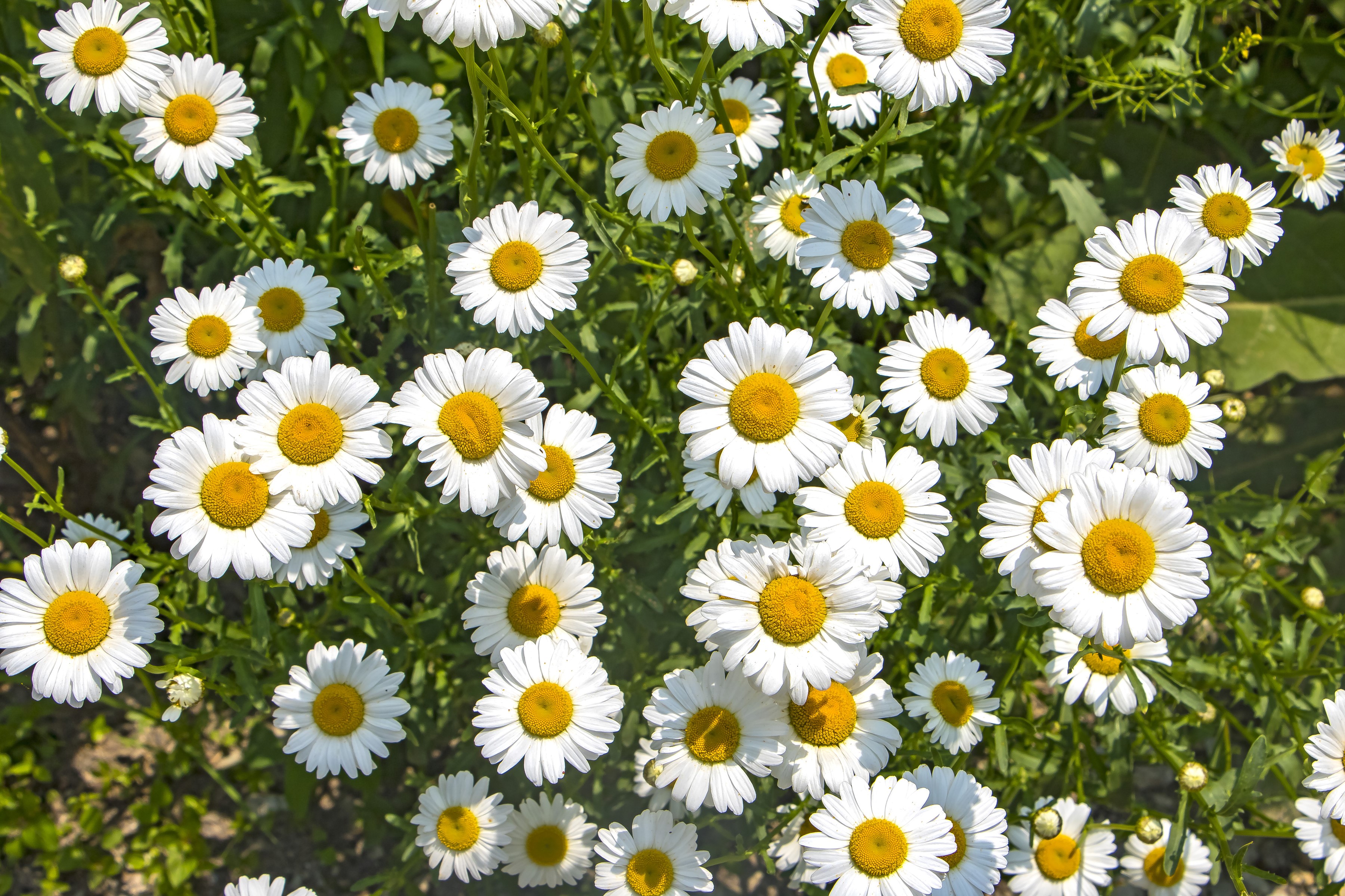 Field of white daisies with yellow centers HD Wallpaper