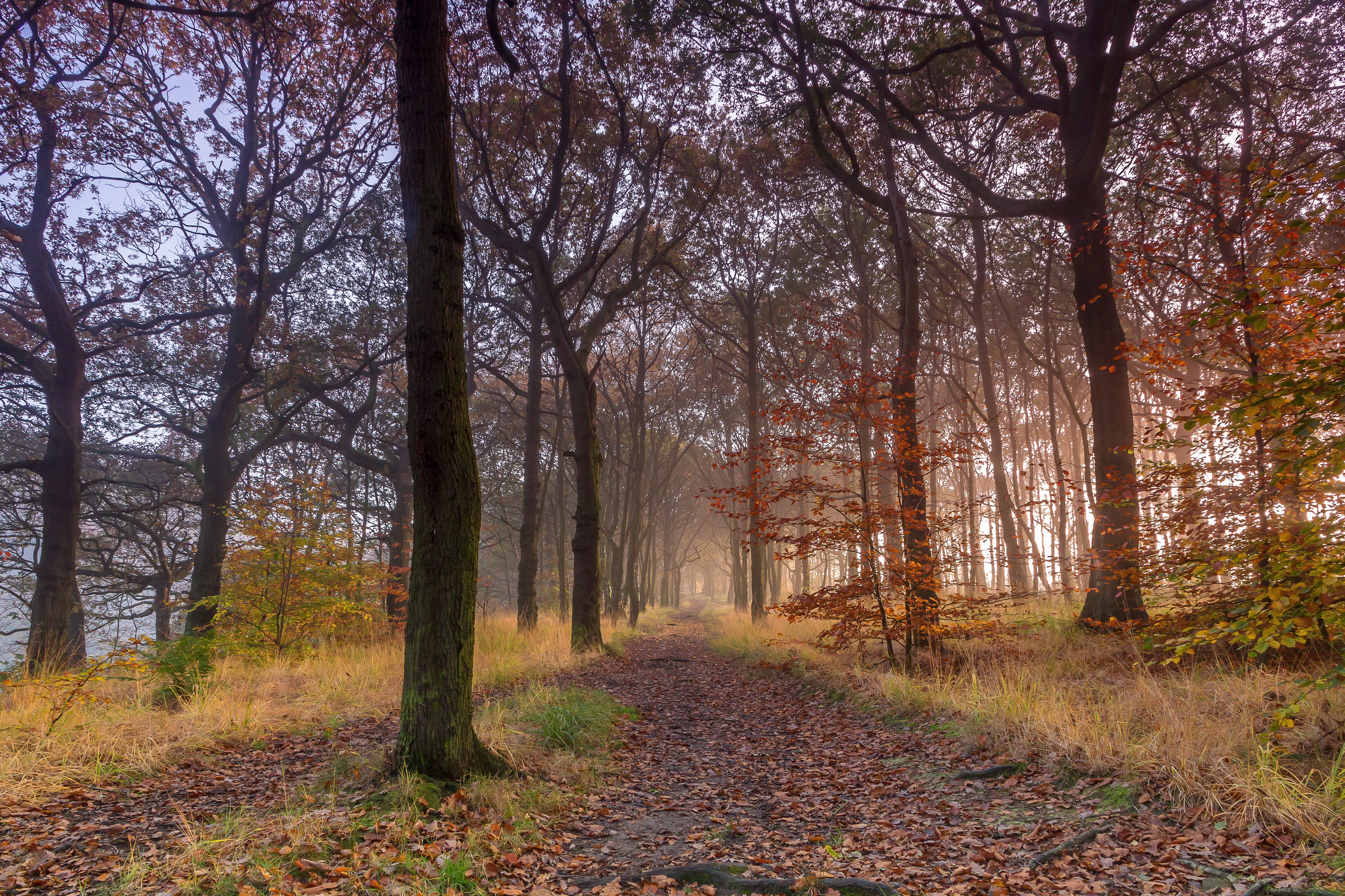 Autumn forest path with fallen leaves and fog HD Wallpaper