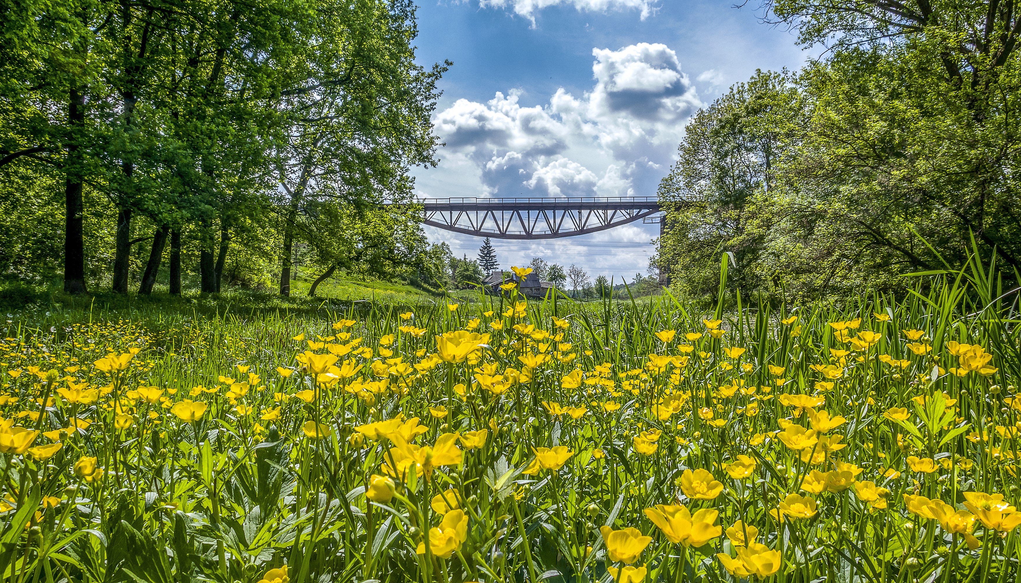 Field of yellow flowers with a bridge in the background HD Wallpaper