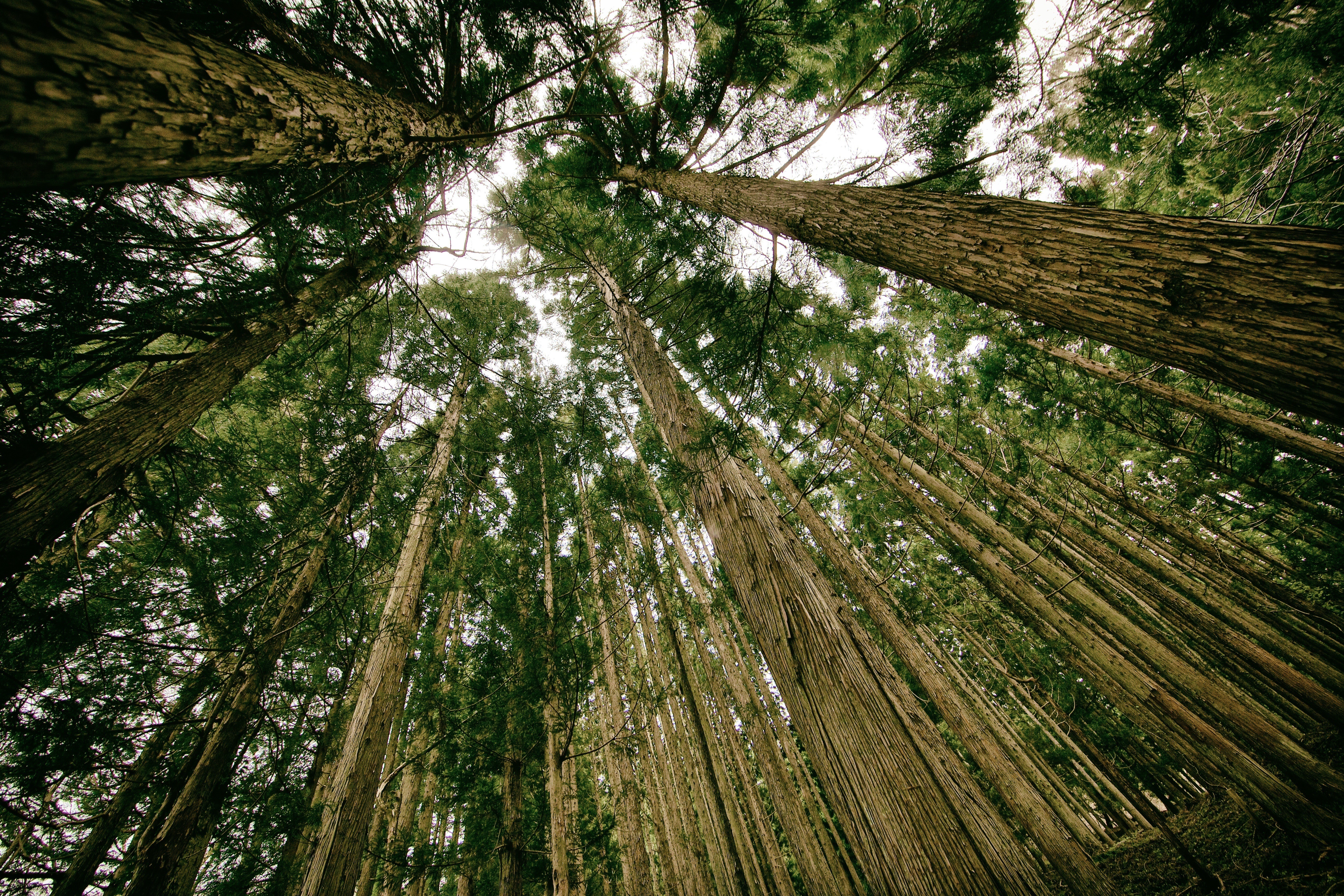 Looking up at tall trees in a forest HD Wallpaper