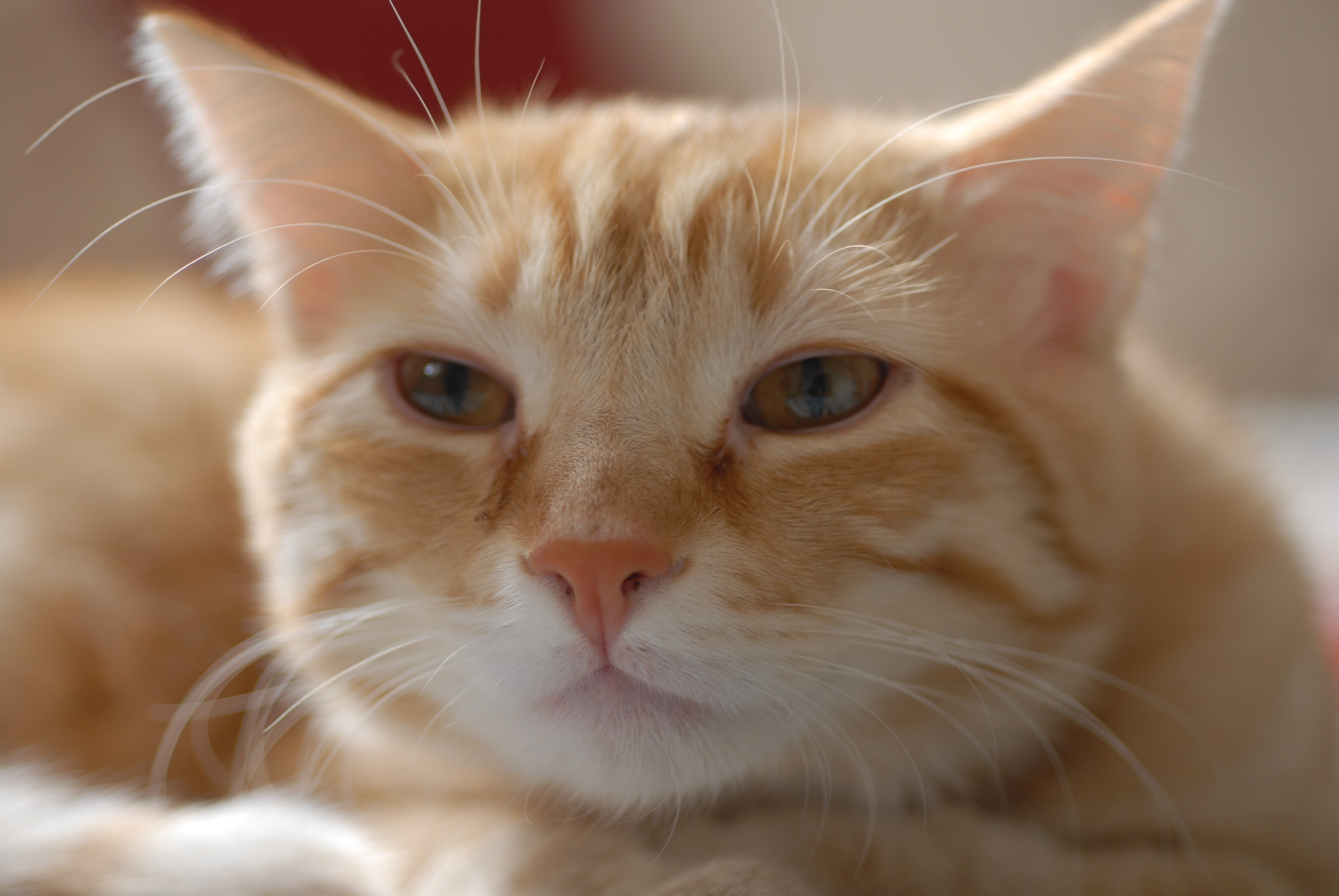 Ginger cat with orange stripes HD Wallpaper
