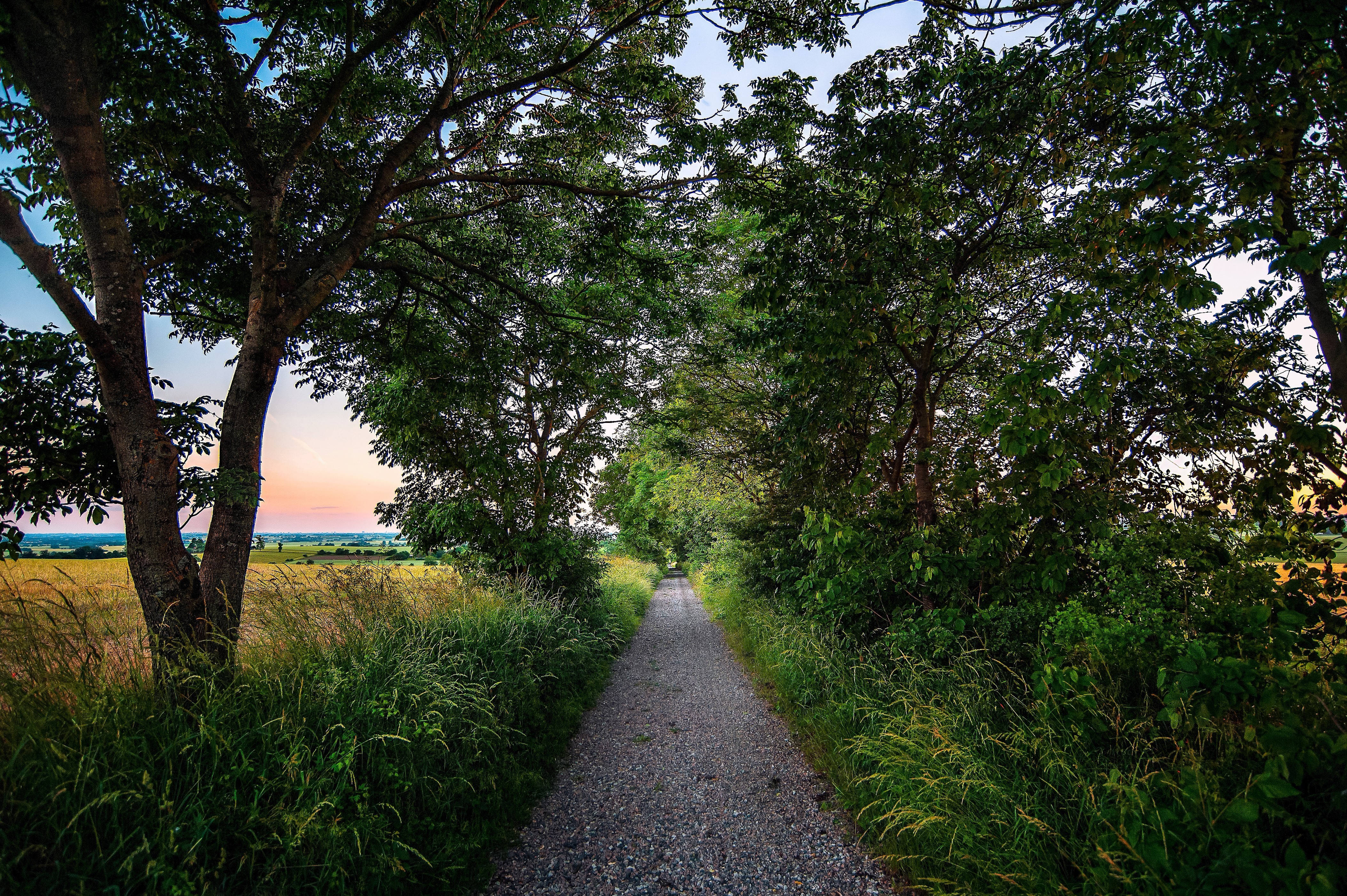 Gravel path through trees with fields at sunset HD Wallpaper