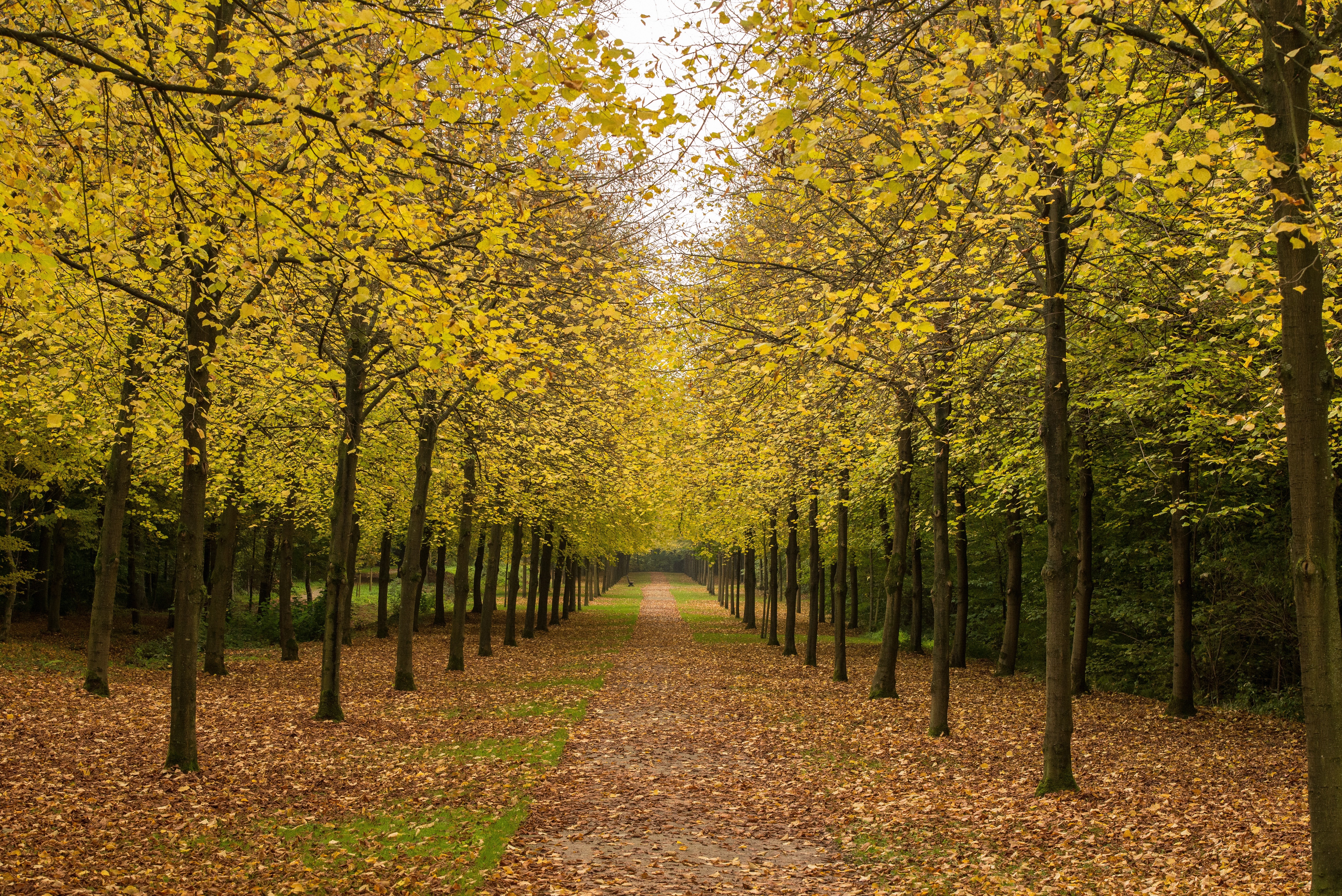 Autumn park pathway lined with yellow trees HD Wallpaper