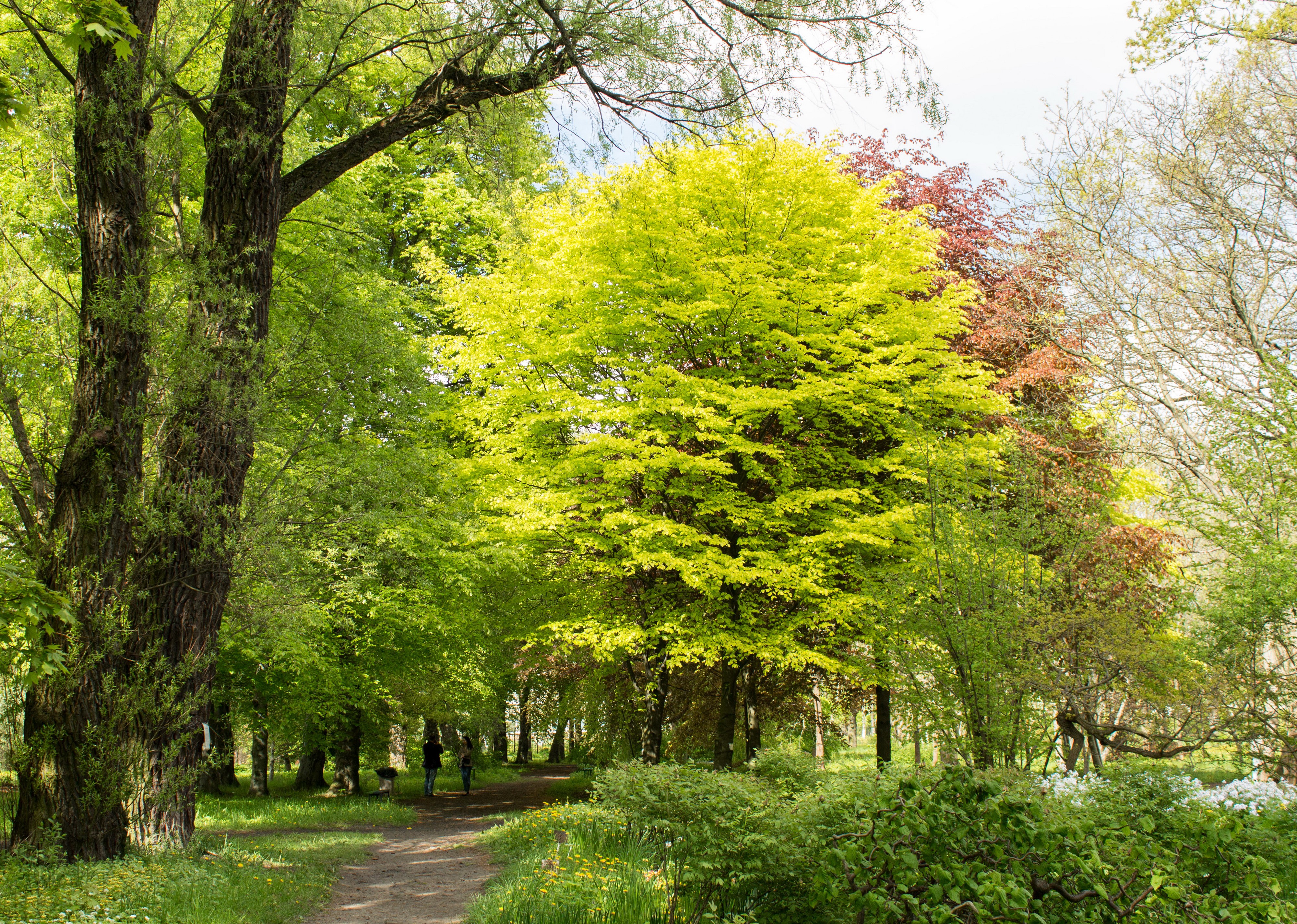 Kaliningrad botanical garden, Russia, Summer trees and trail HD Wallpaper