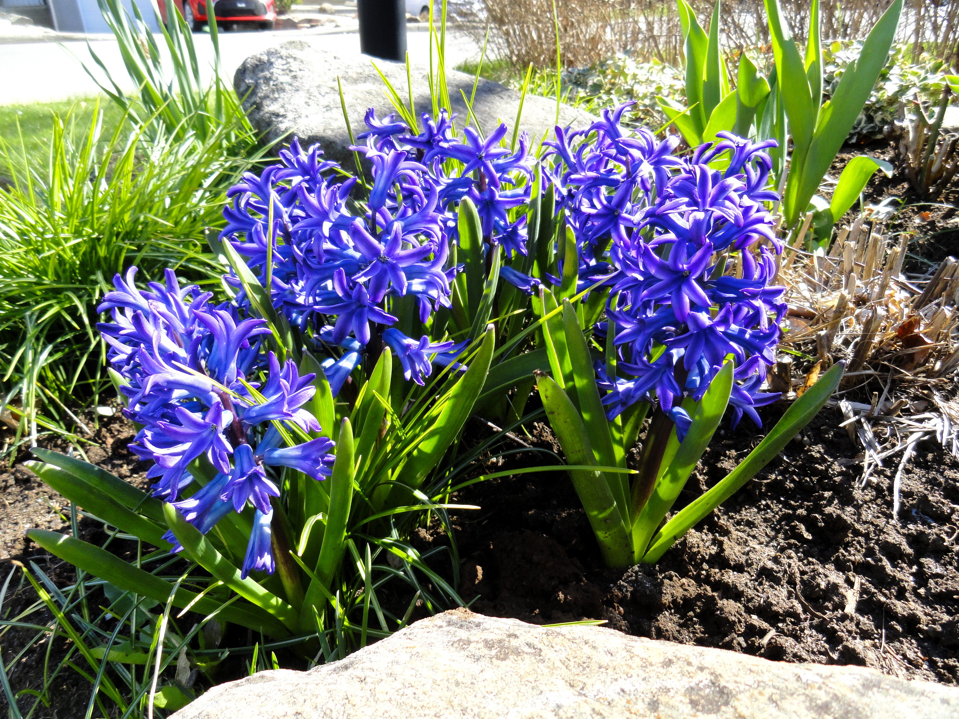 Blue Hyacinths in a Garden HD Wallpaper